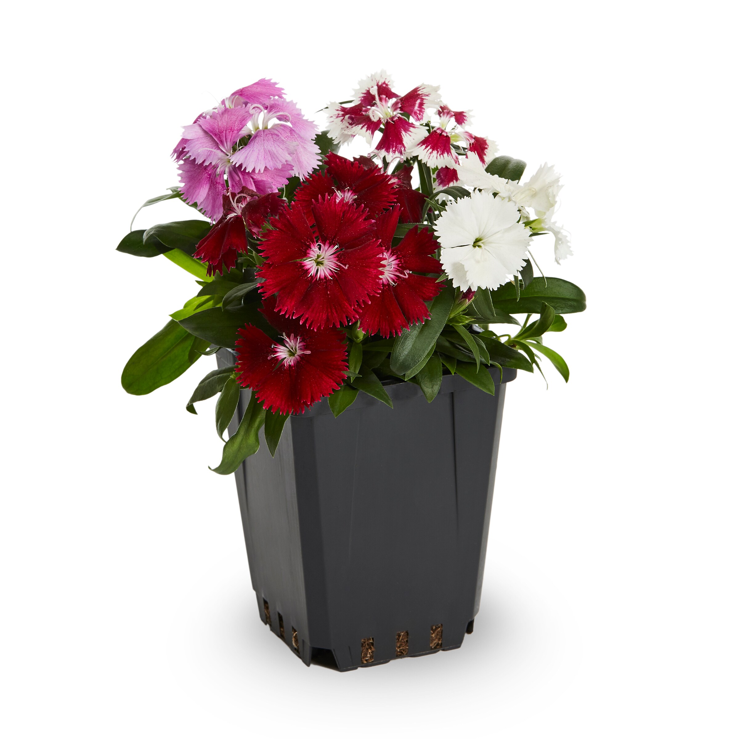 Metrolina Greenhouses 78776 annuals - View #7