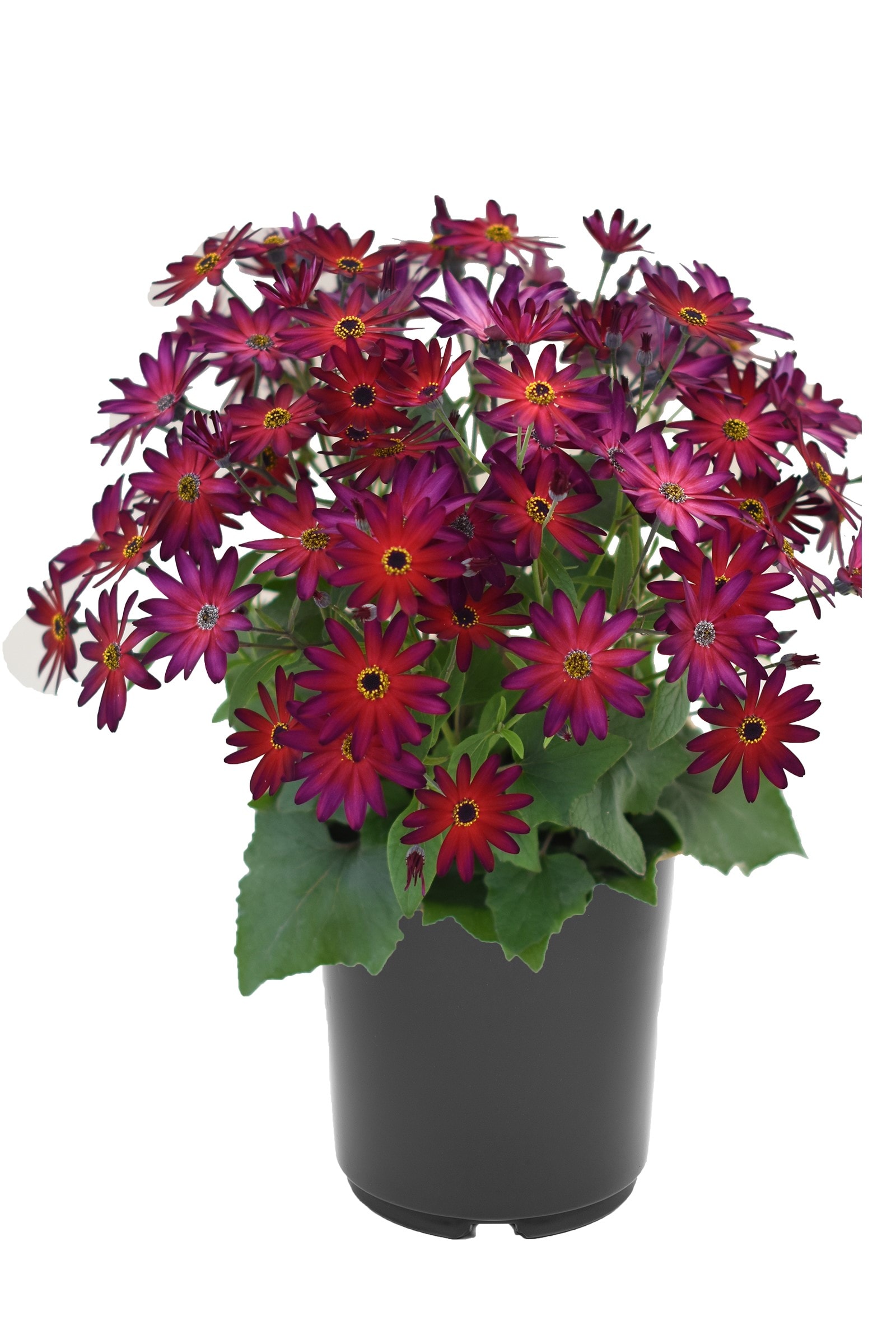 Red Pericallis in 2.5-Quart Pot 4-Pack in the Annuals department at ...