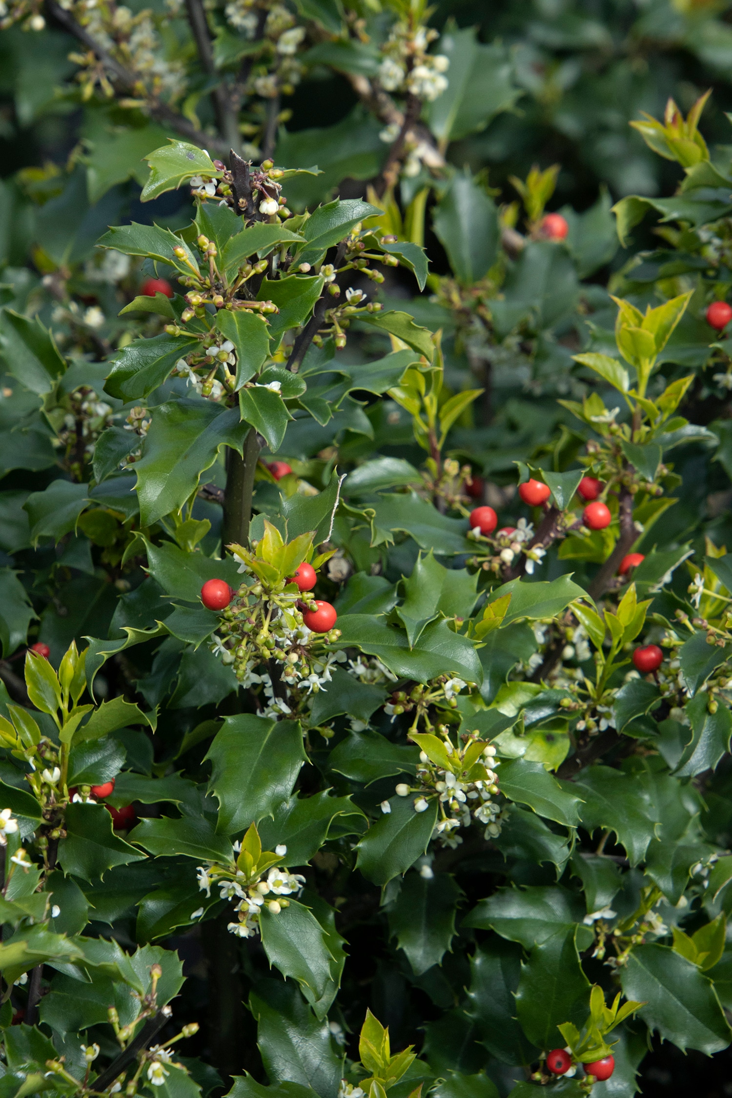 Monrovia 045175 shrubs - View #3