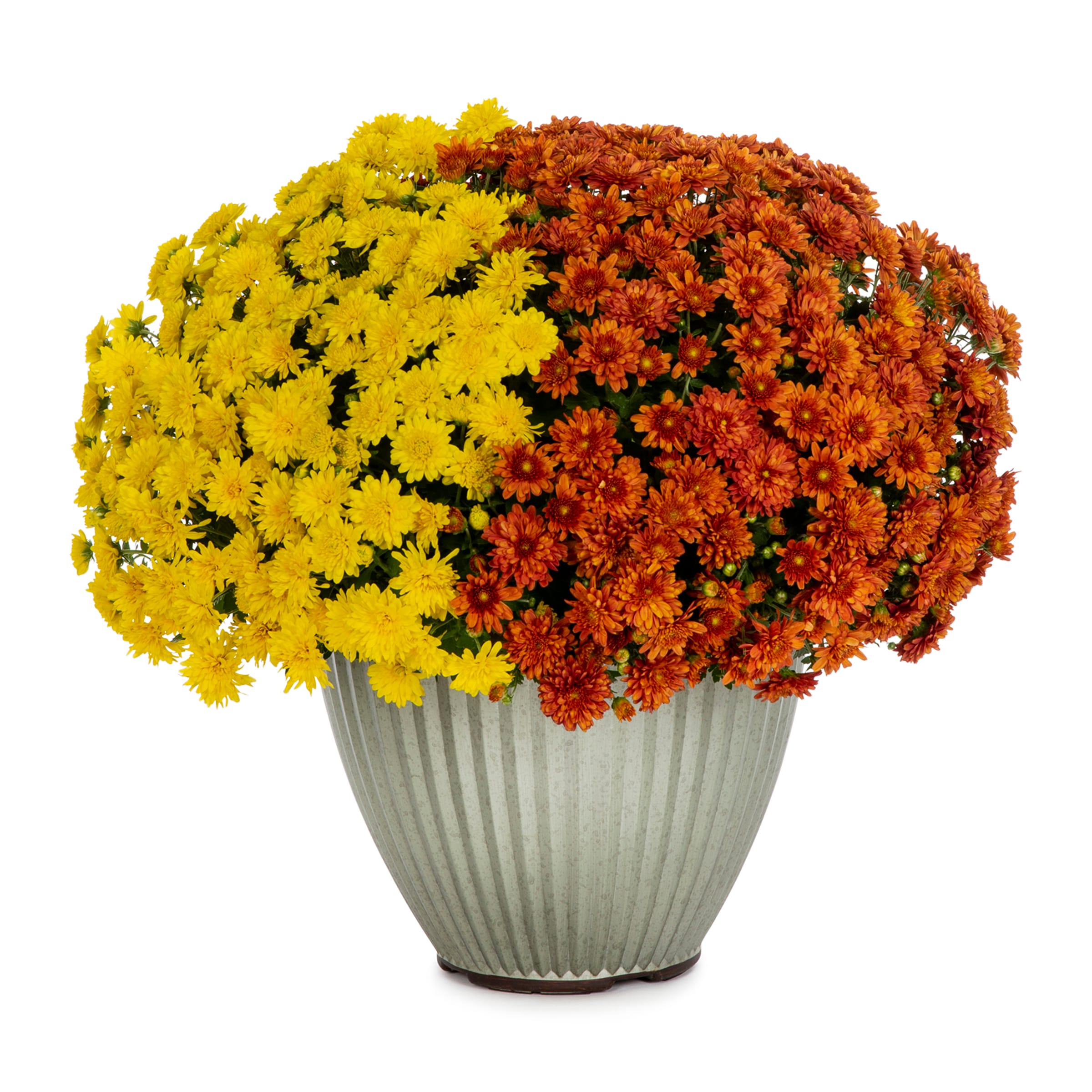 Lowe's 2147441 Multicolor Mum in 2.5 Gallon(s) Planter 1 -Pack
