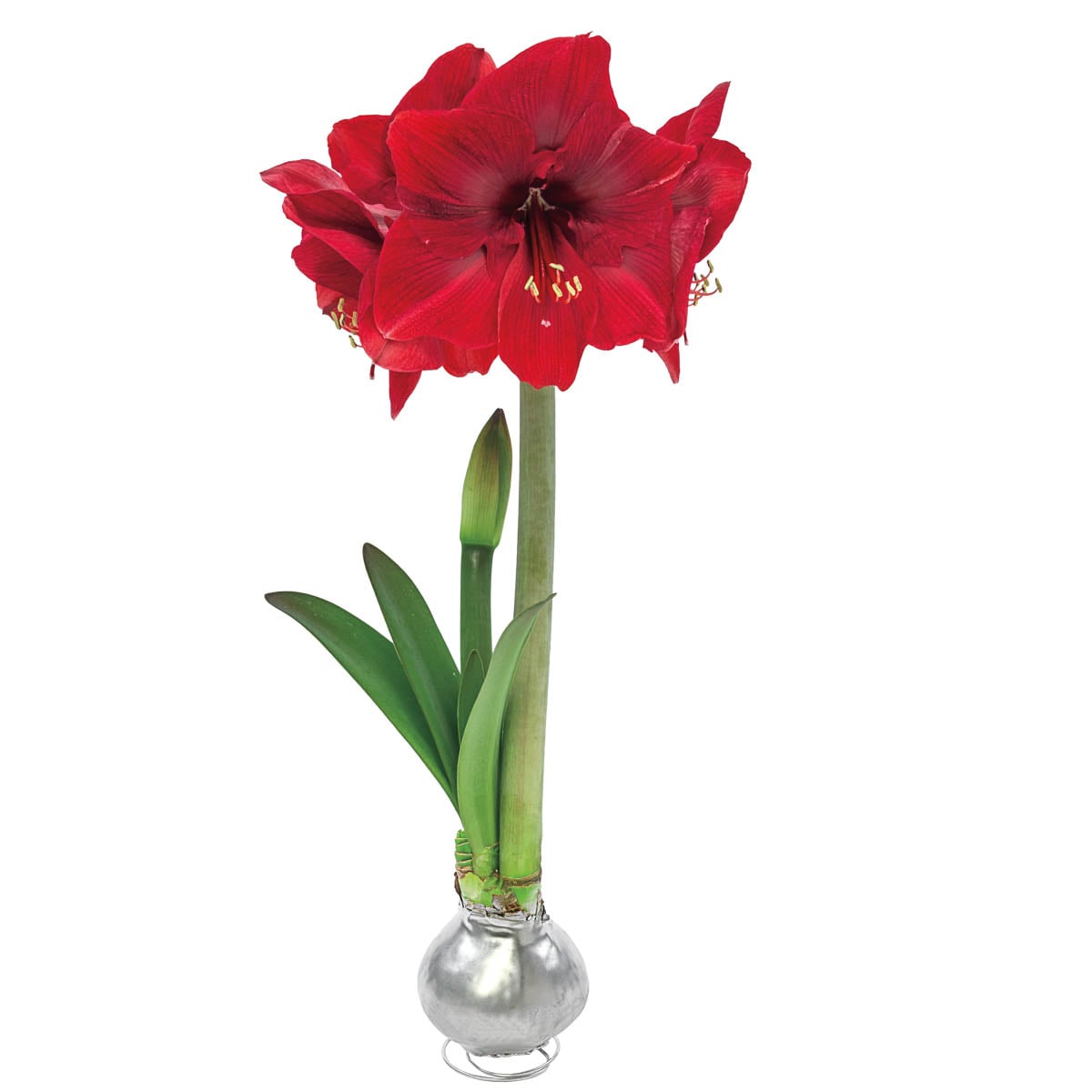 Breck's Red Flowering Silver Waxed Amaryllis Bulb House Plant in 1-Pack in  the House Plants department at