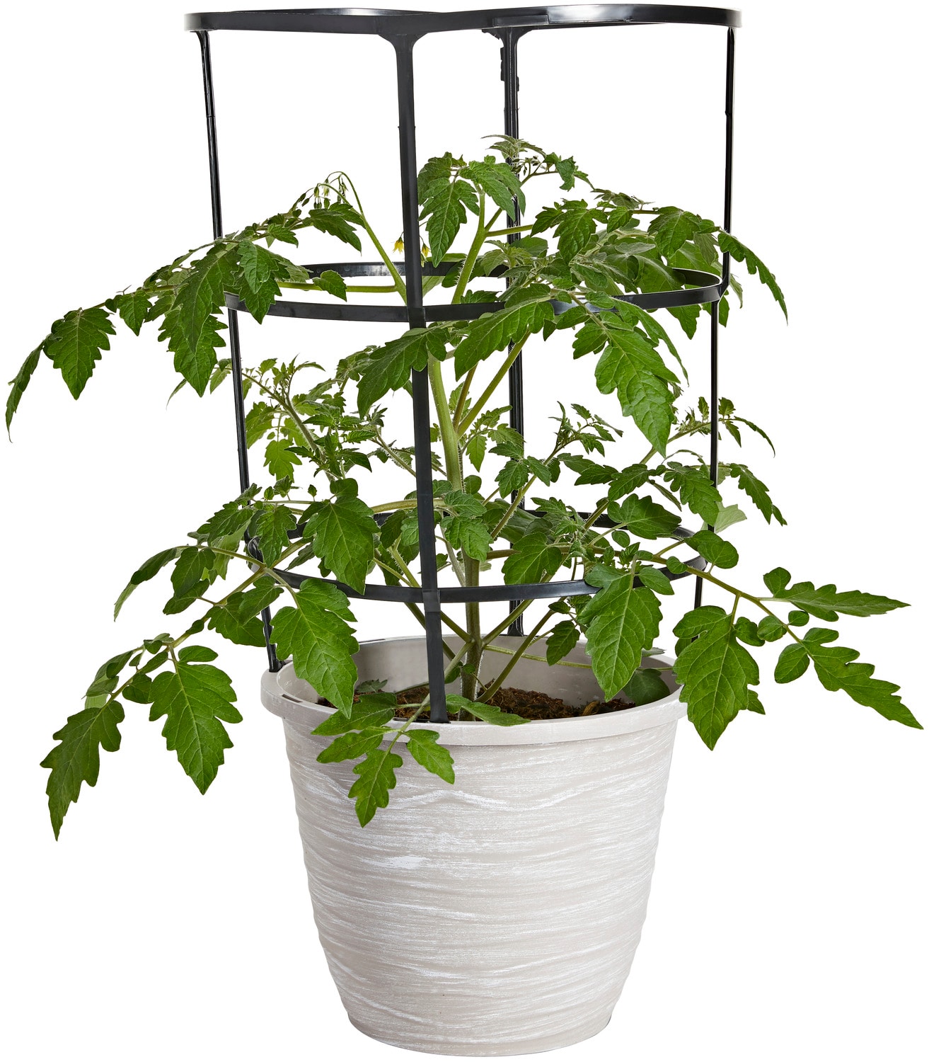 Fourth of July Tomato (Spring Pre-Order) 4.5 Pot - Burpee