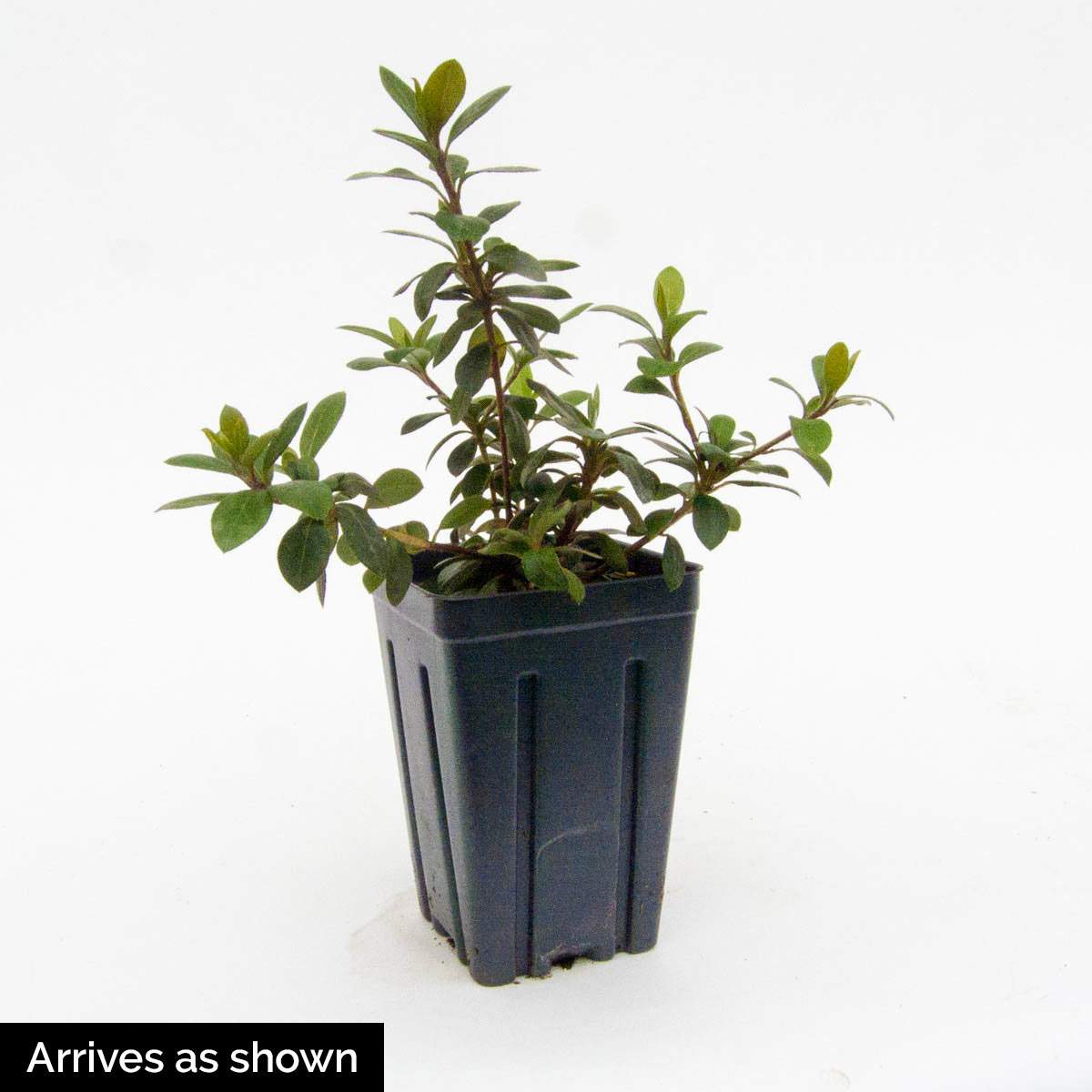 Direct Gardening 87109 shrubs - View #4