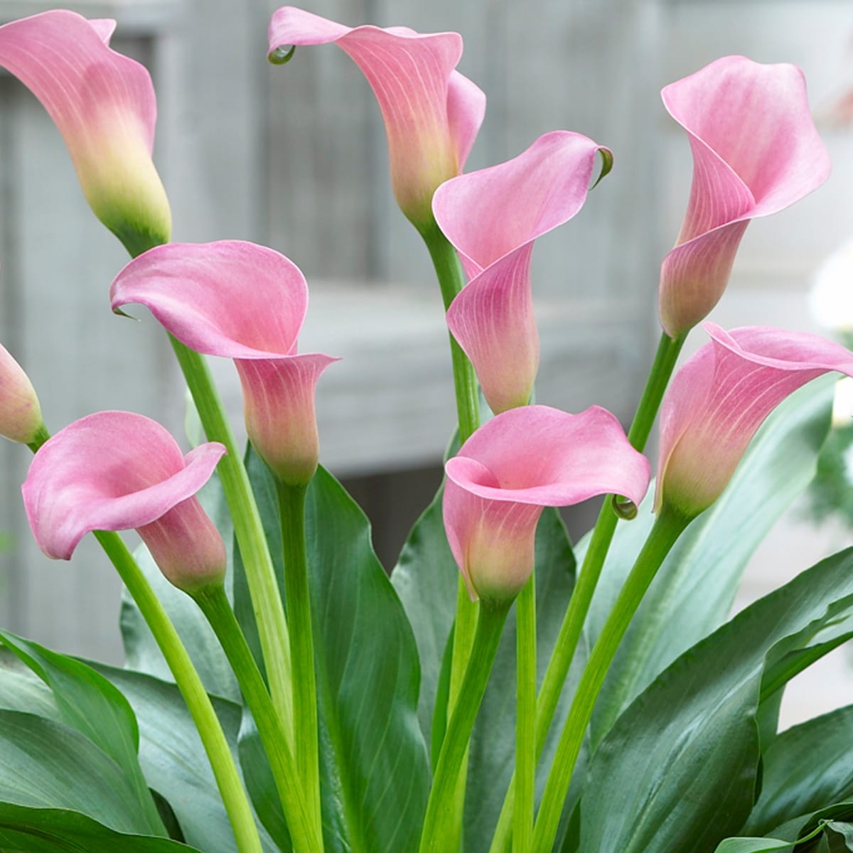 Van Zyverden 84114 Plant-Bulbs - View #2