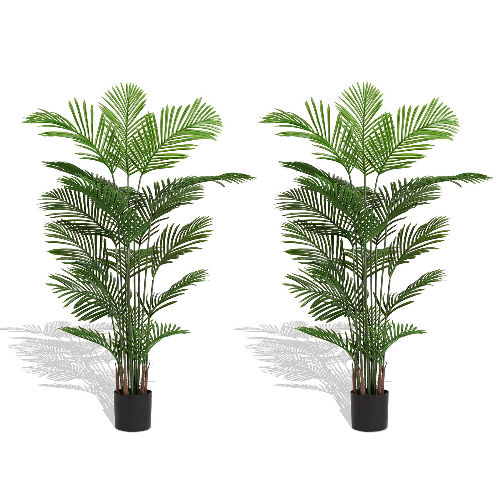 dracaena tall Pele Dracaena  Plant Detectives