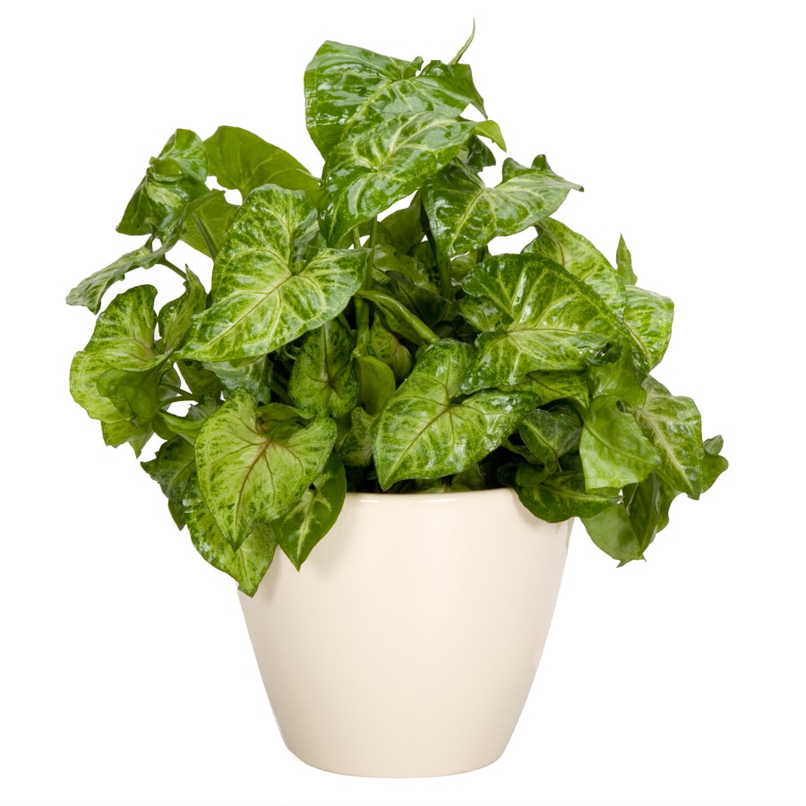 Exotic Angel Plants Nephthytis in 1.45 Quart Ceramic Tabletop Planter ...