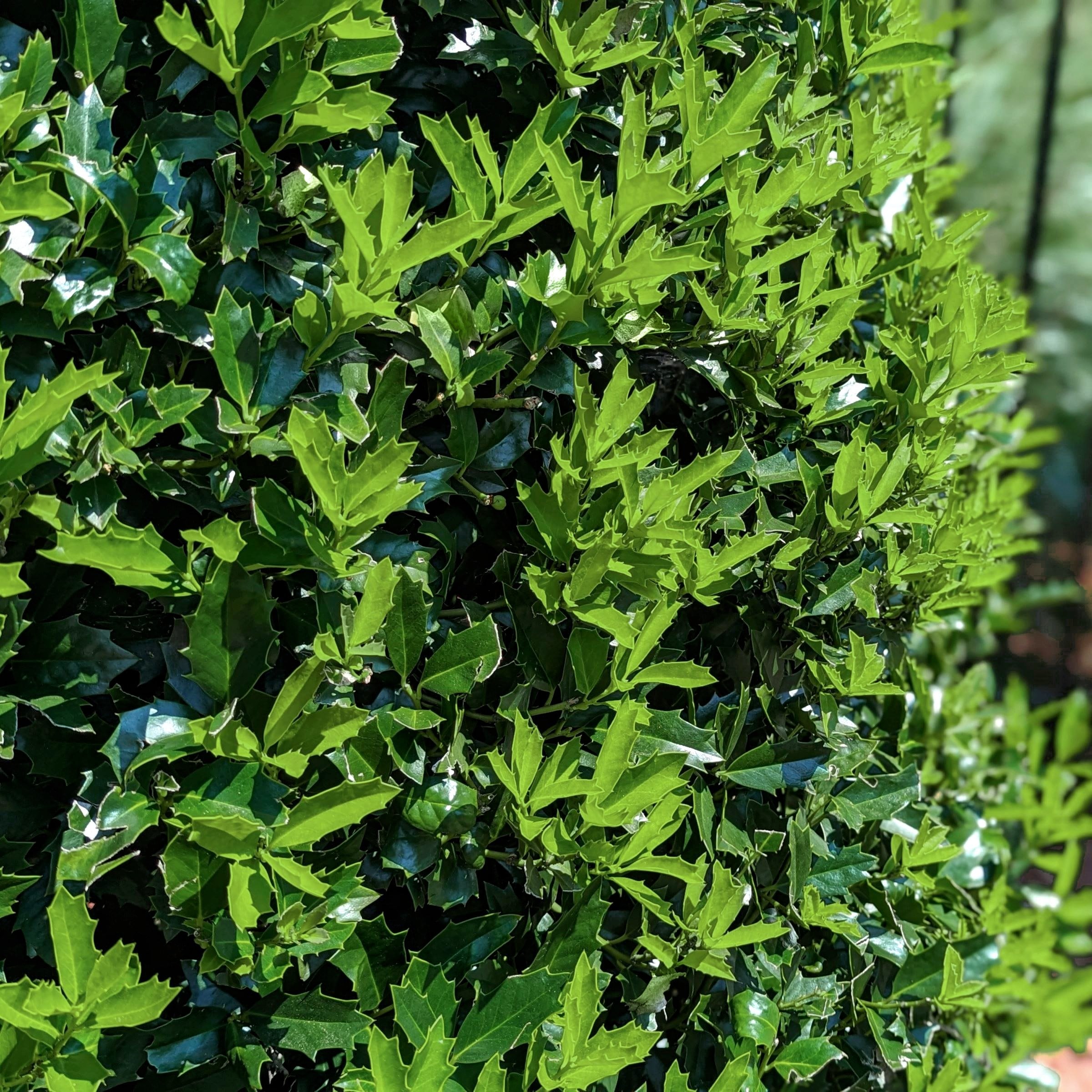 National Plant Network 2 gal. Oakland Holly in the Shrubs department at