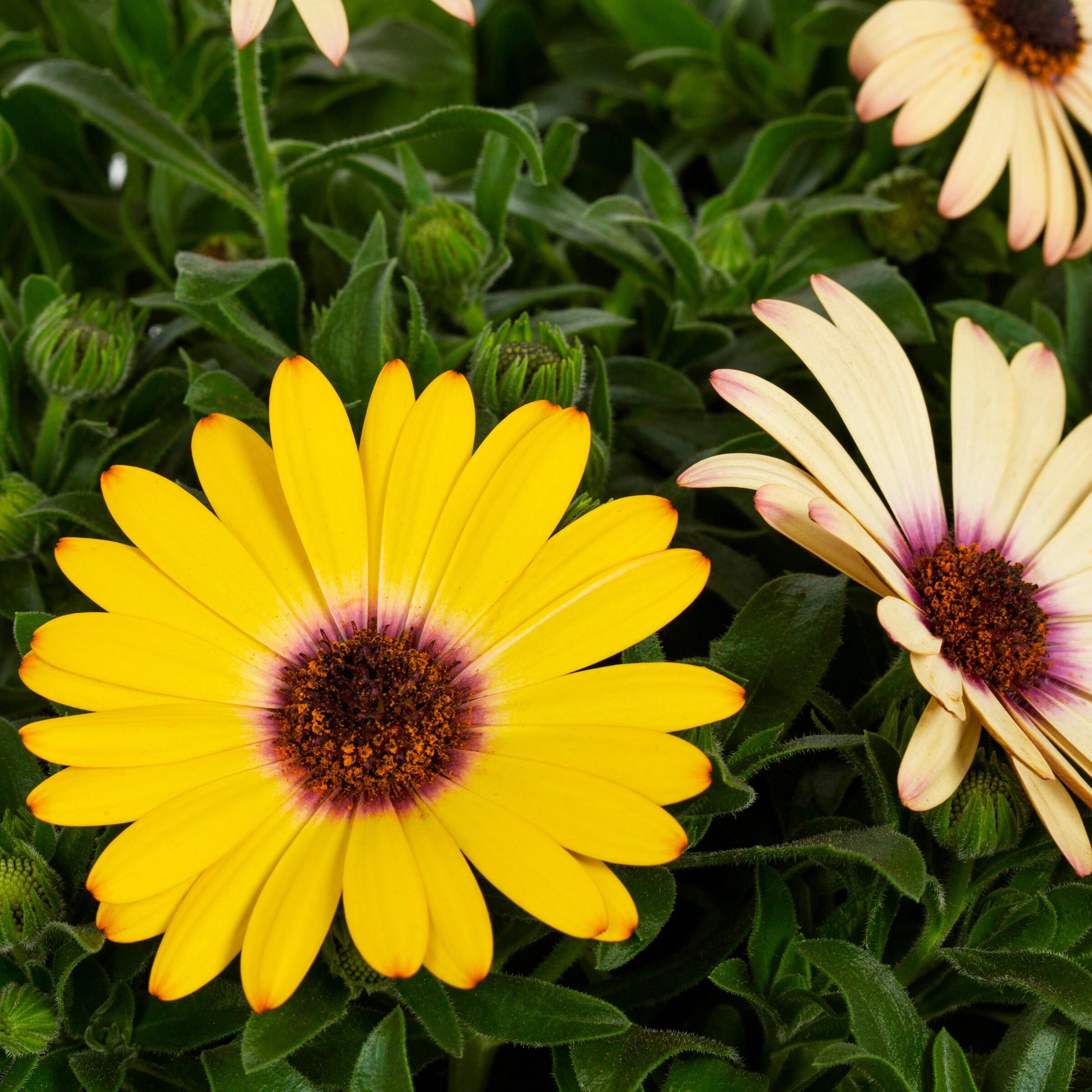 Lowe's 1639385 annuals - View #2