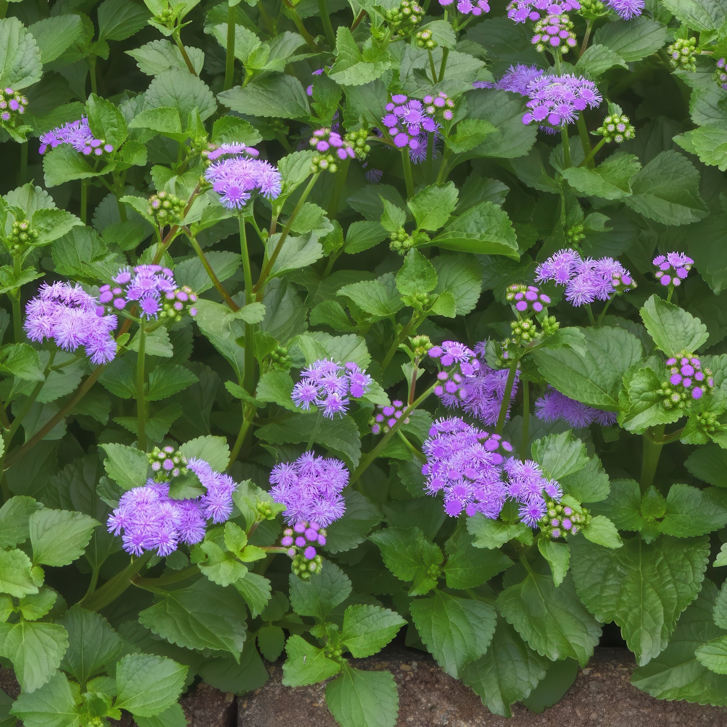 National Plant Network LW1953 perennials - View #8
