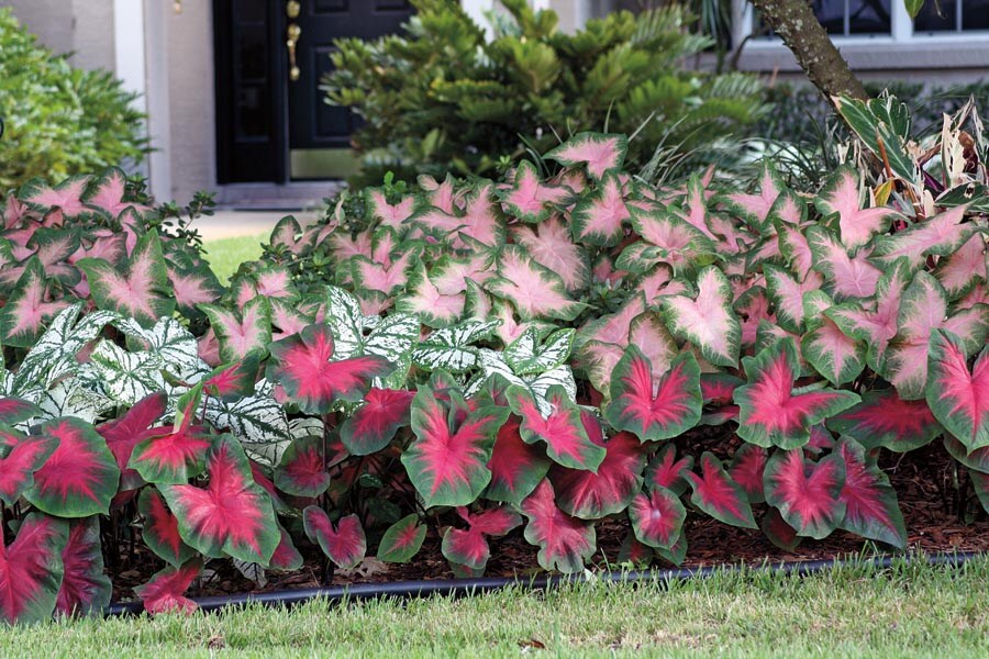 Lowe's 401192 Caladium in 1-Pint Pot