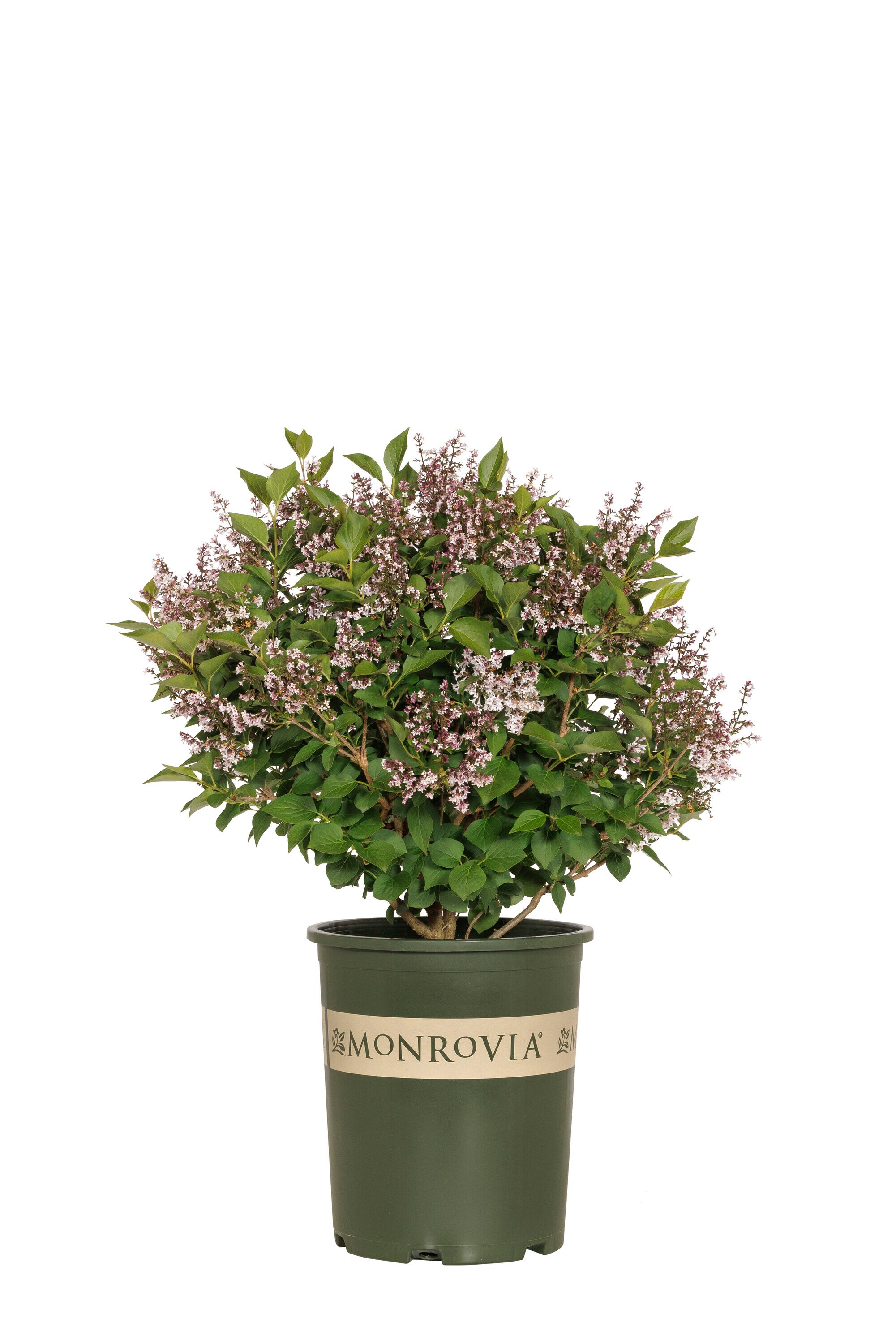 Monrovia Purple Little Darling Lilac Flowering Shrub in 3.58-Gallon Pot ...