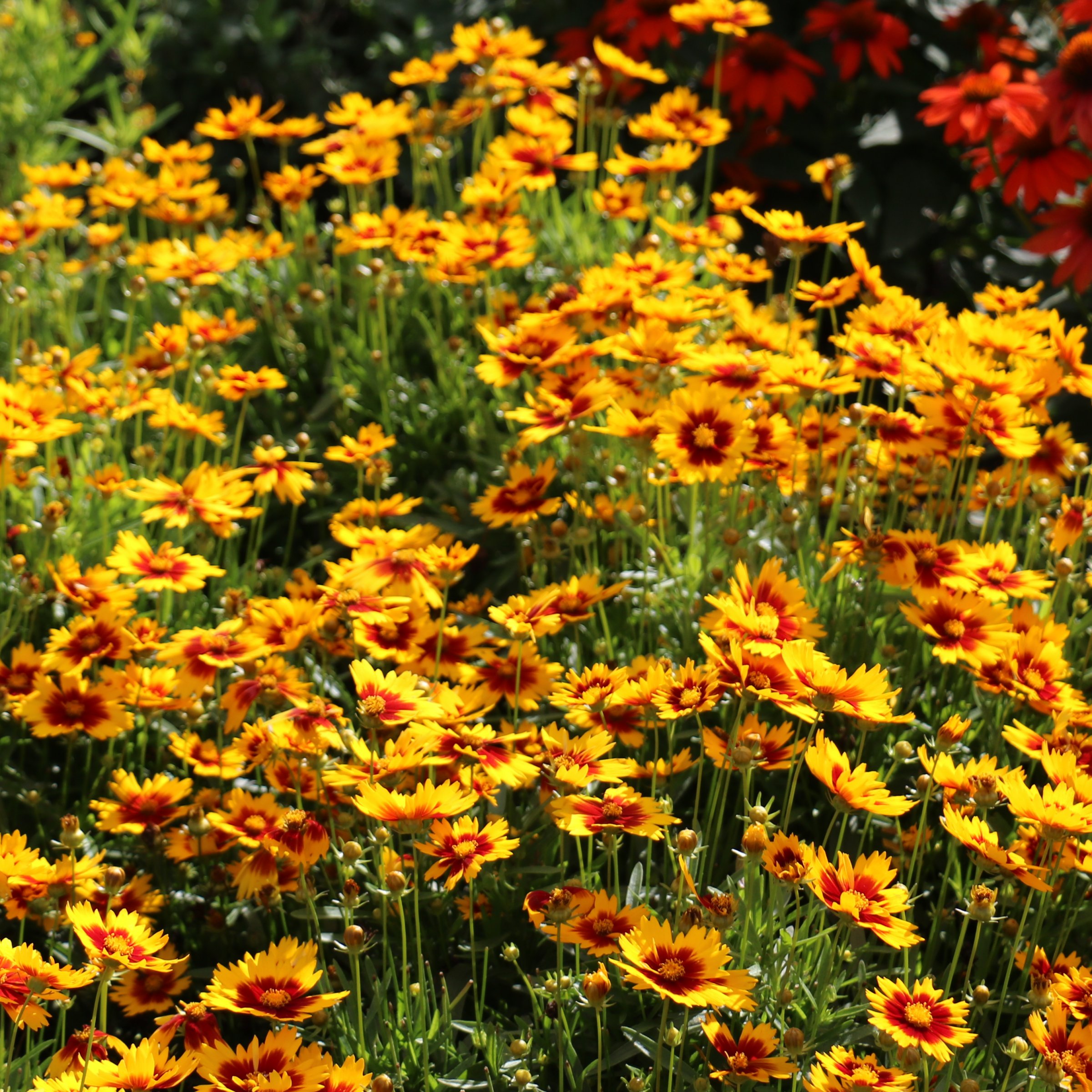 National Plant Network LW2196 perennials - View #8
