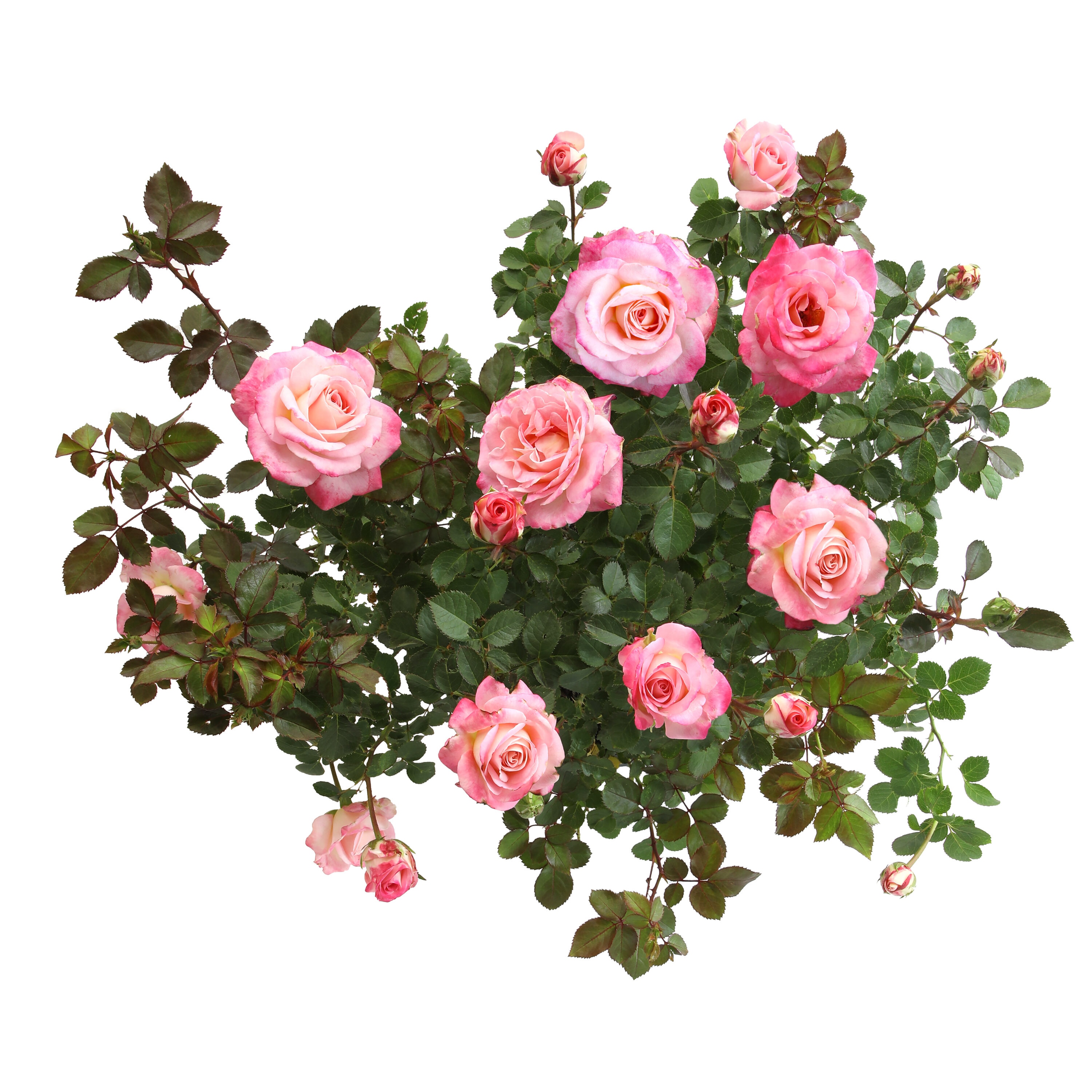 Altman Plants 0881517 roses - View #9