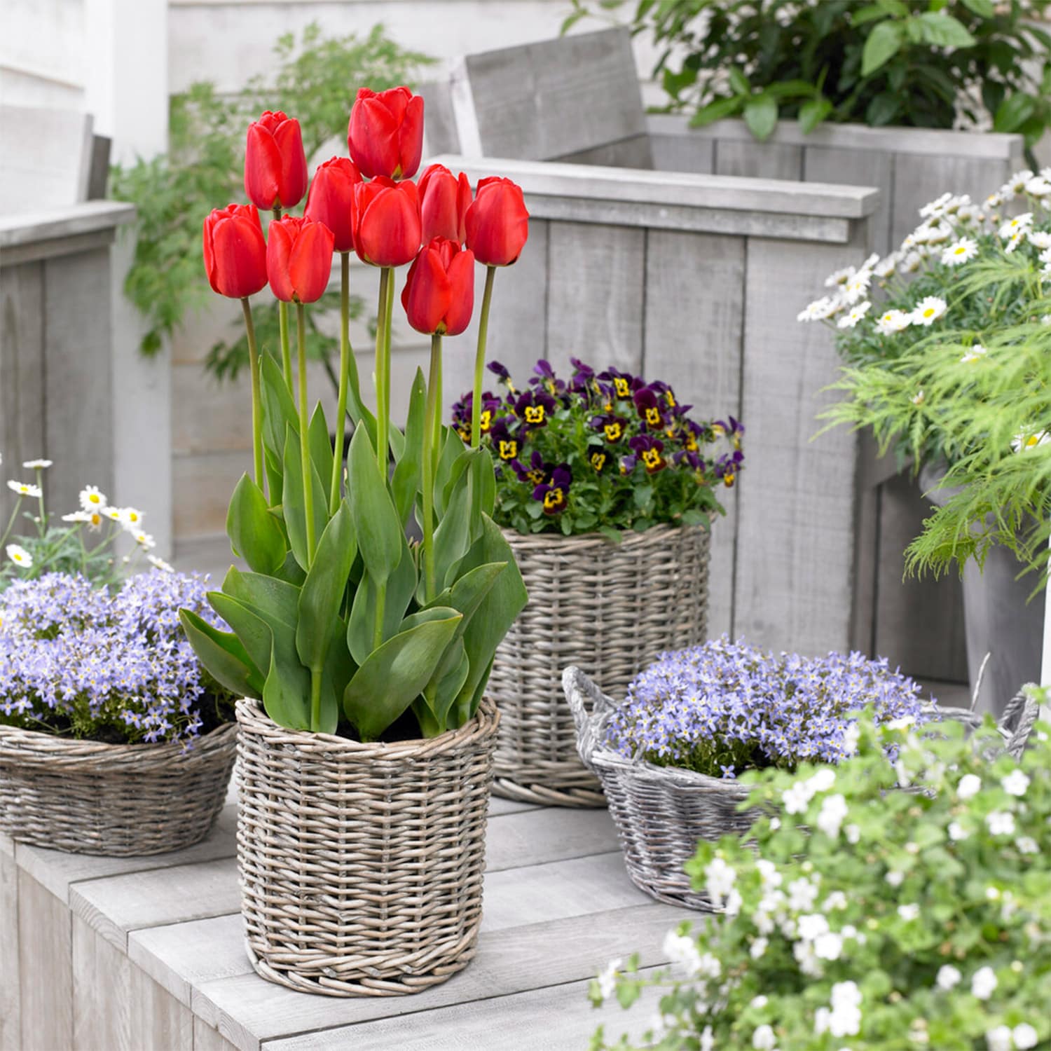Garden State Bulb ECF-27-100 Plant-Bulbs - View #6