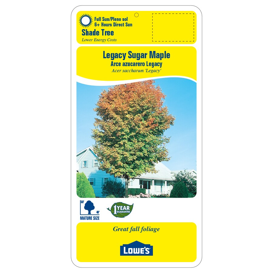 Lowe's 9.55-Gallon Yellow Shade Legacy Sugar Maple In Pot (With Soil ...