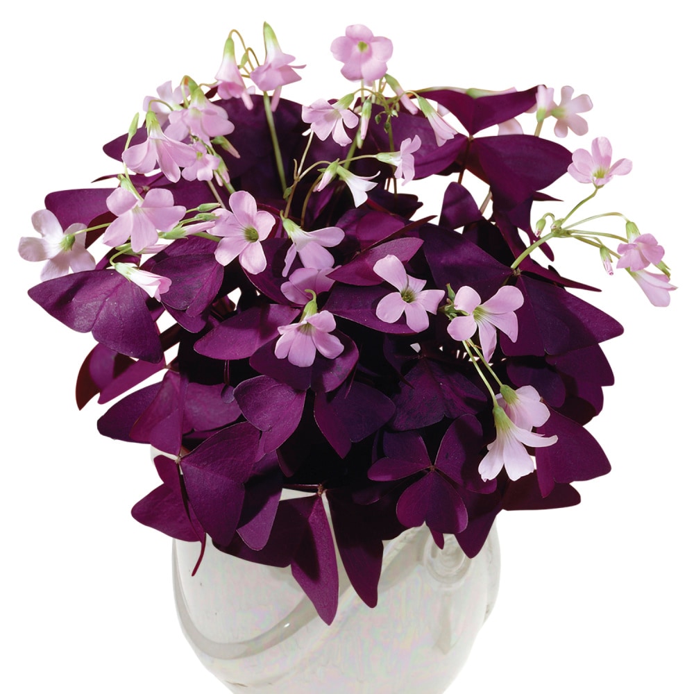 Gardens Alive! 66918 Pink Burgundy Shamrock (Oxalis) Bulbs 10.0 Pack