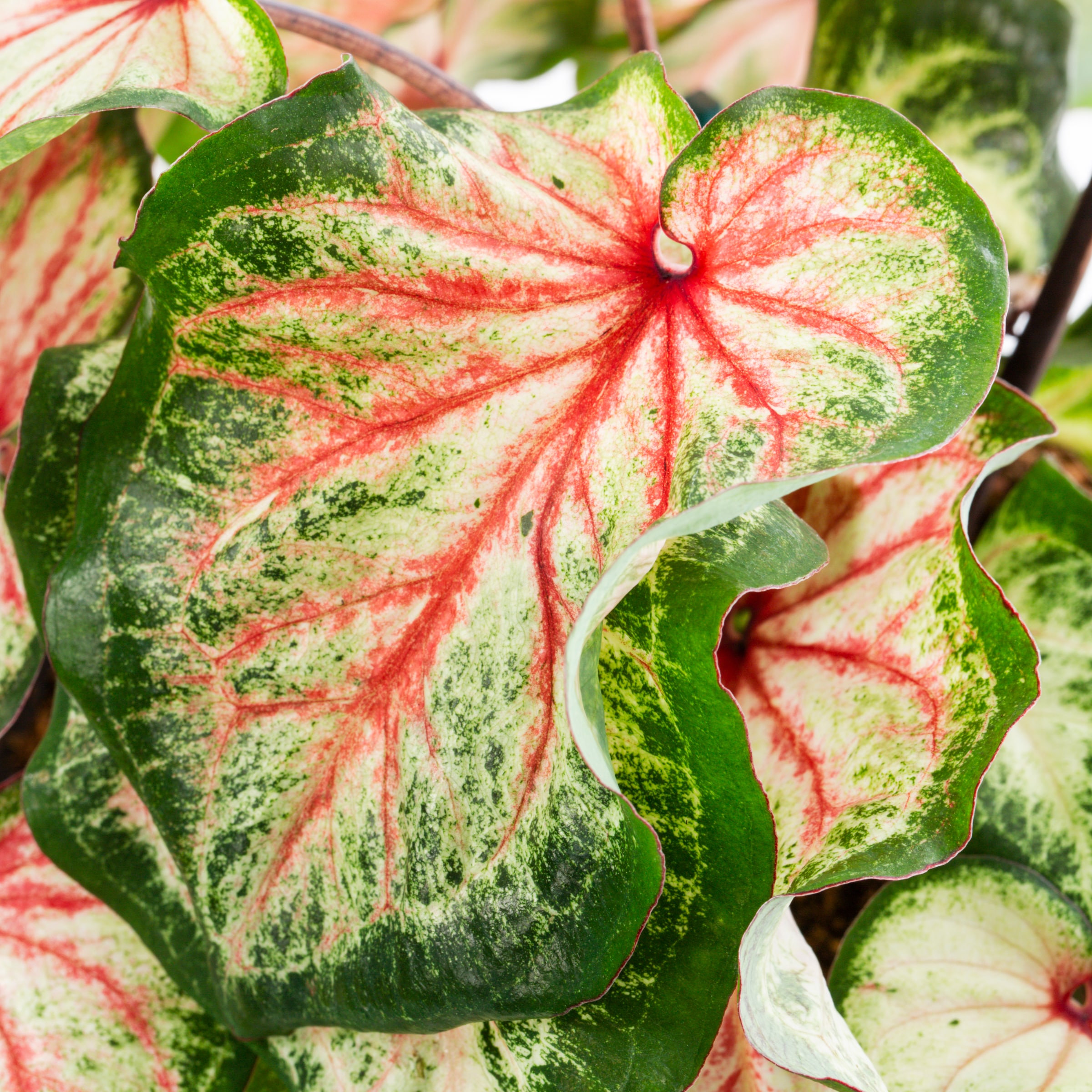 Proven Winners 5199249 annuals - View #2
