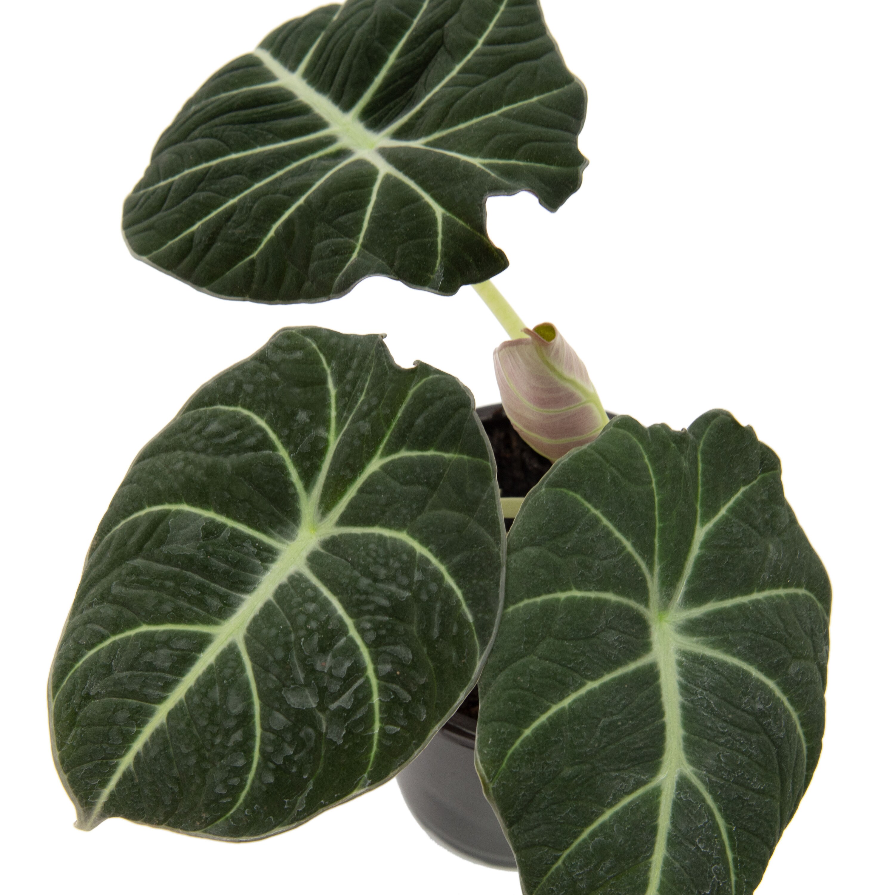 National Plant Network LW4615 hseplants - View #2