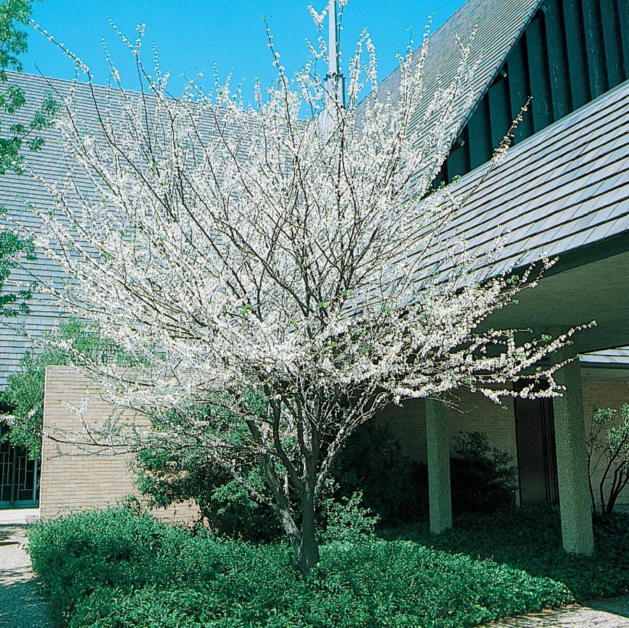  NURSERY 8.75-Gallon White Flowering Tree Texas White Redbud In Pot (With Soil)