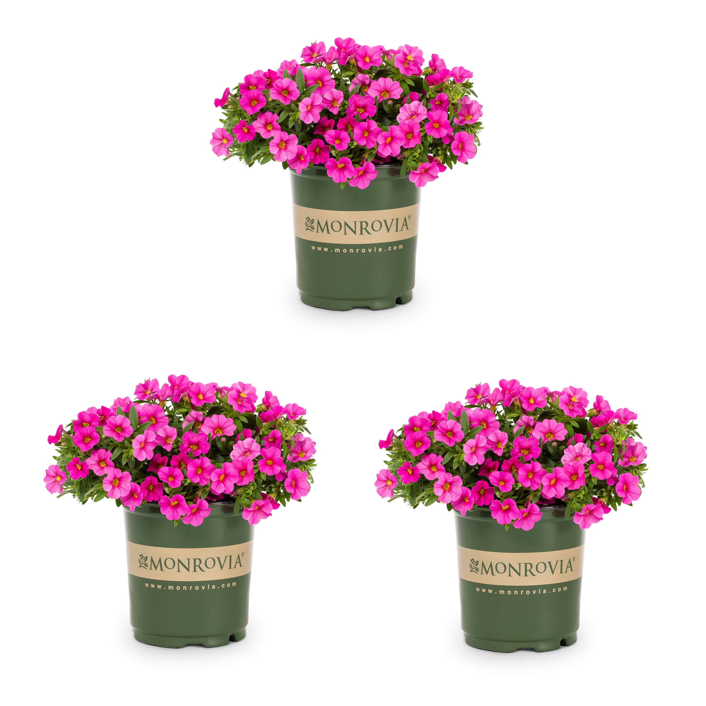 Calibrachoa Pink Plants, Bulbs & Seeds at Lowes.com