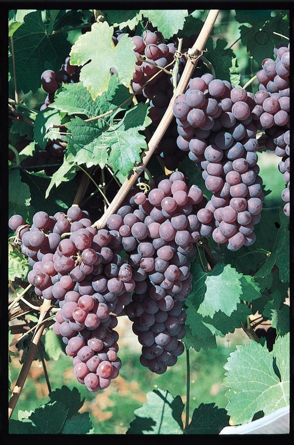 Reliance Seedless Grape Edible Garden At