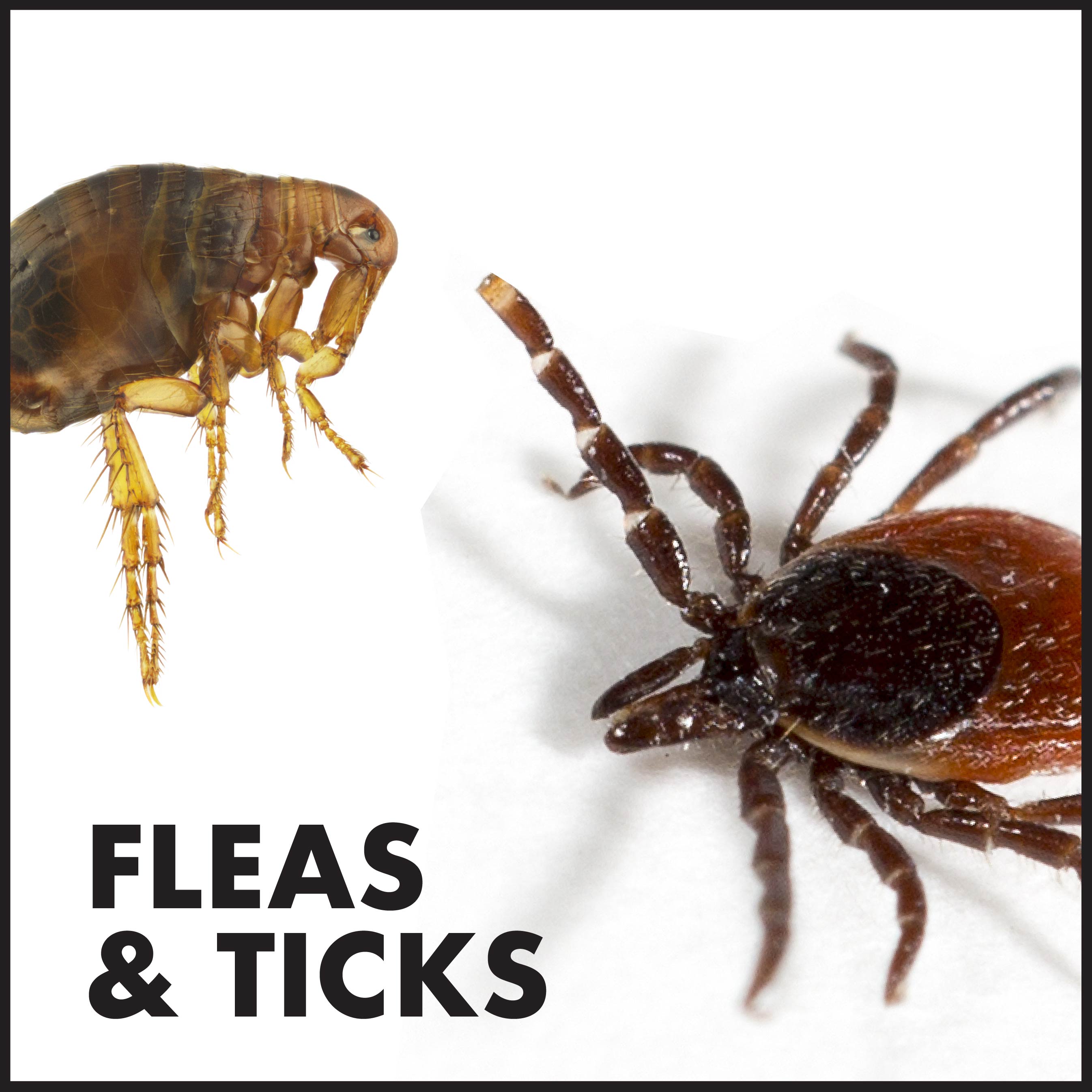 Spectracide HG-10525 pesticides - View #5