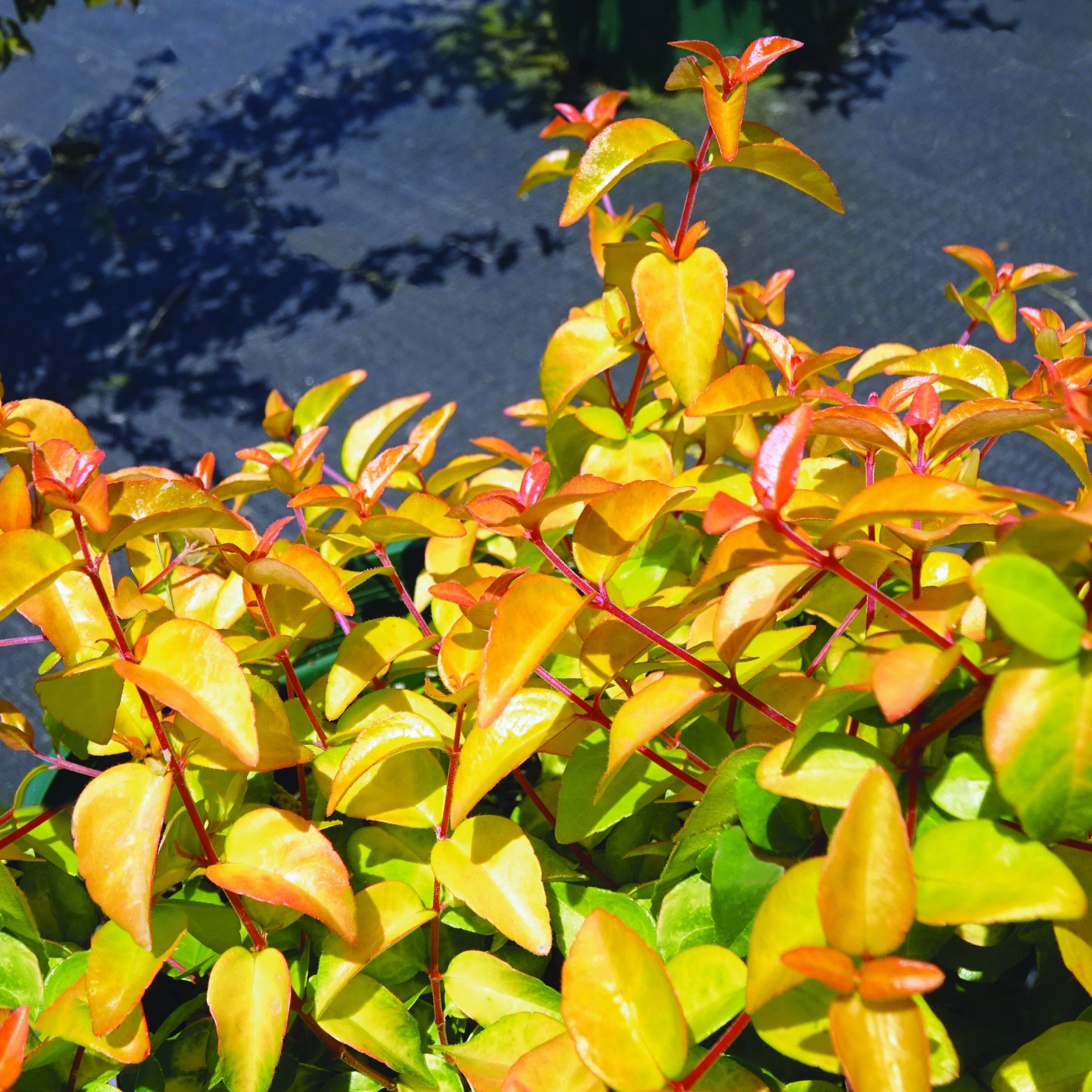 National Plant Network LW2210 shrubs - View #5