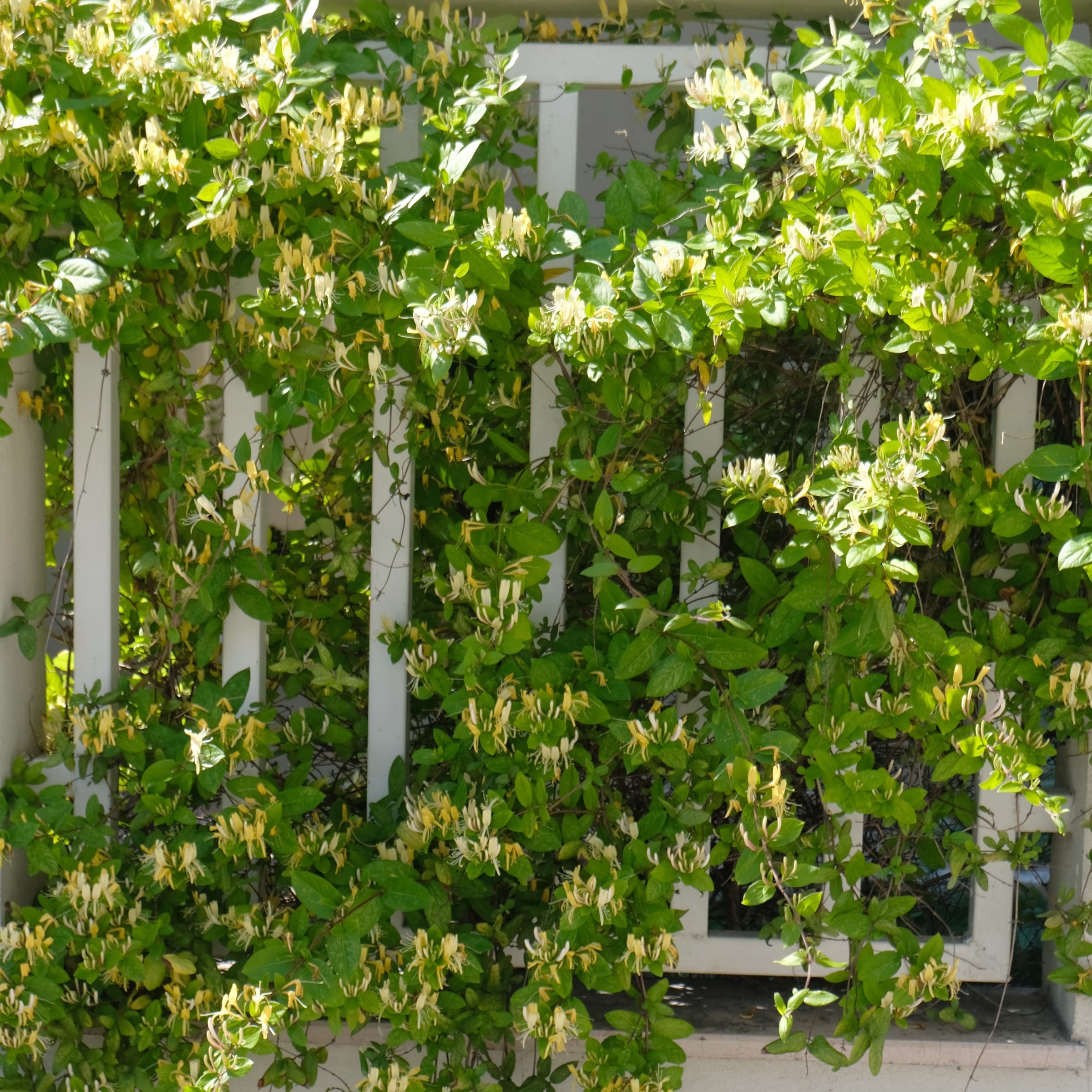 National Plant Network LW1422 vines - View #2