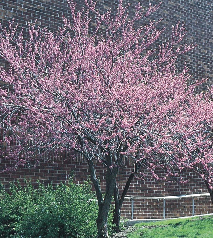  NURSERY 11.1-Gallon Pink Flowering Tree Redbud In Pot (With Soil)