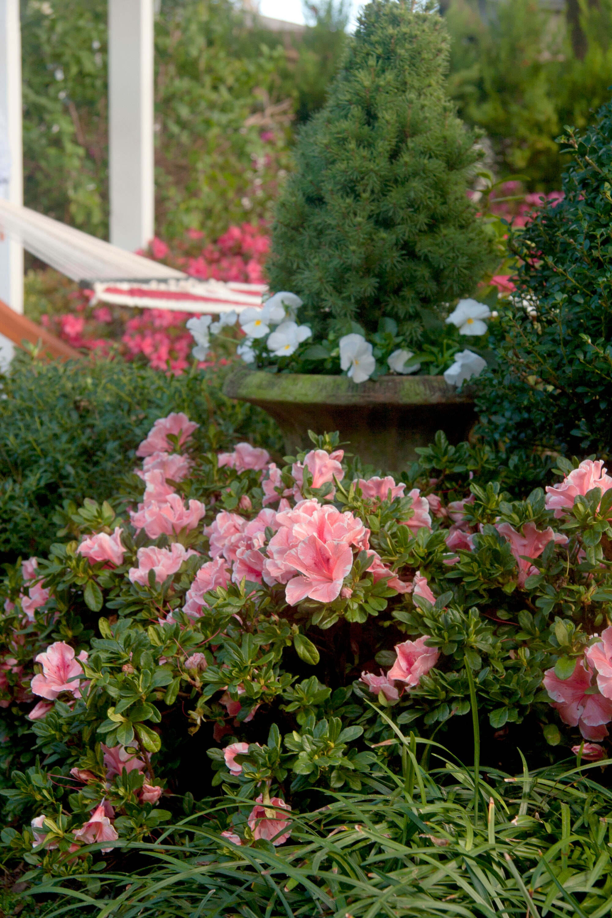 Encore Azalea 80691-2 shrubs - View #6