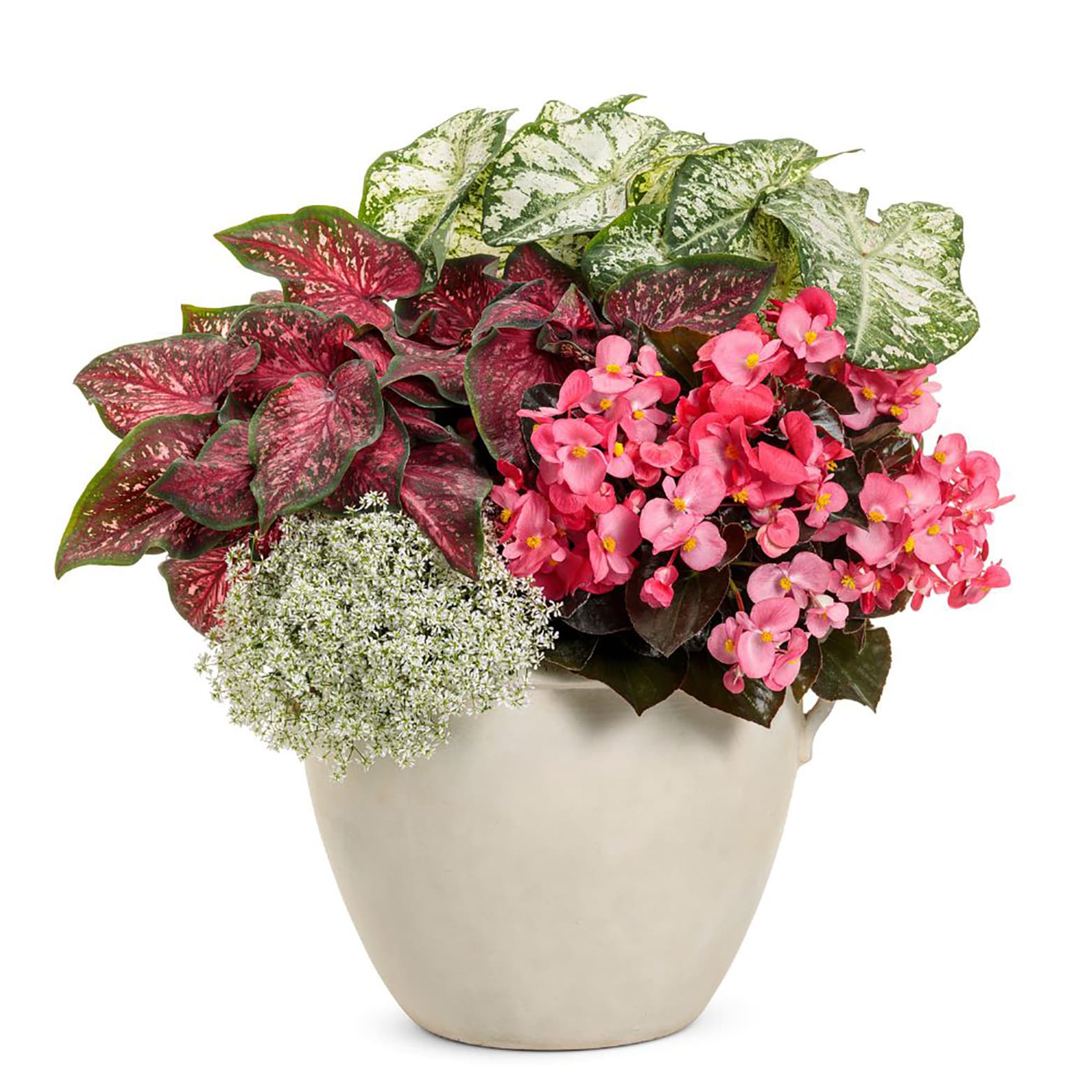Proven Winners CLDPRW1417800 annuals - View #2