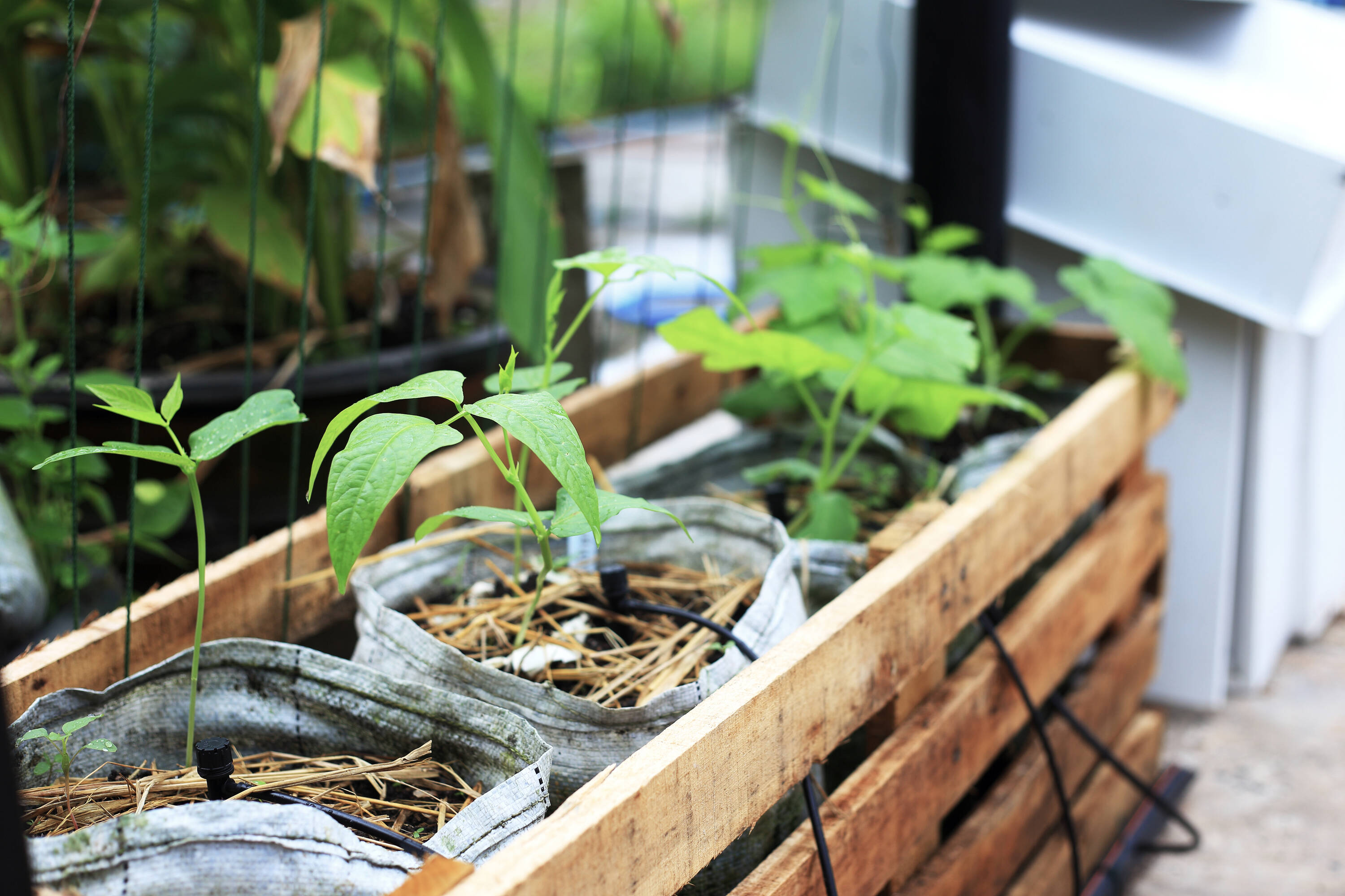 Genesis RSI-CDK24 Drip-Irrigation-Kits - View #5