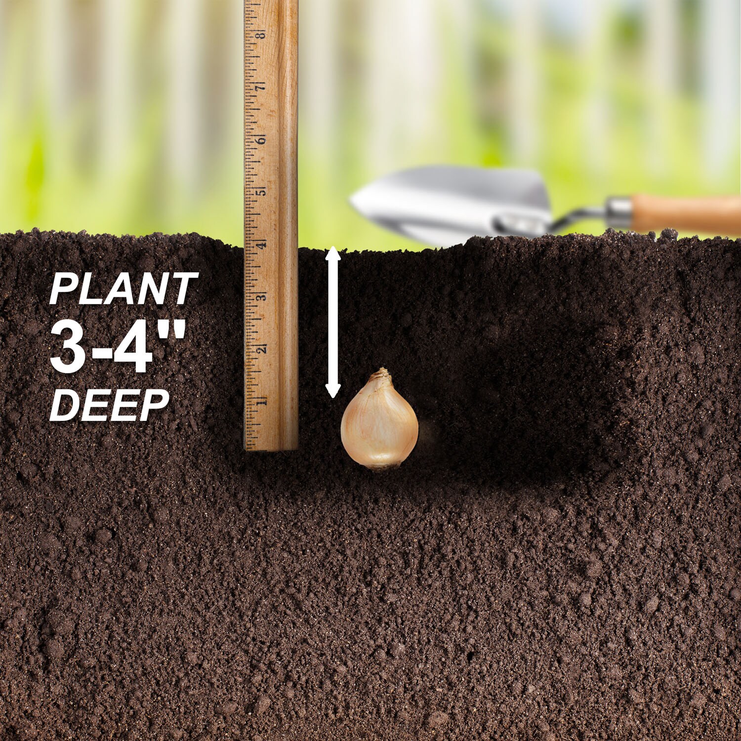 Garden State Bulb ECF-124-100-02 Plant-Bulbs - View #5