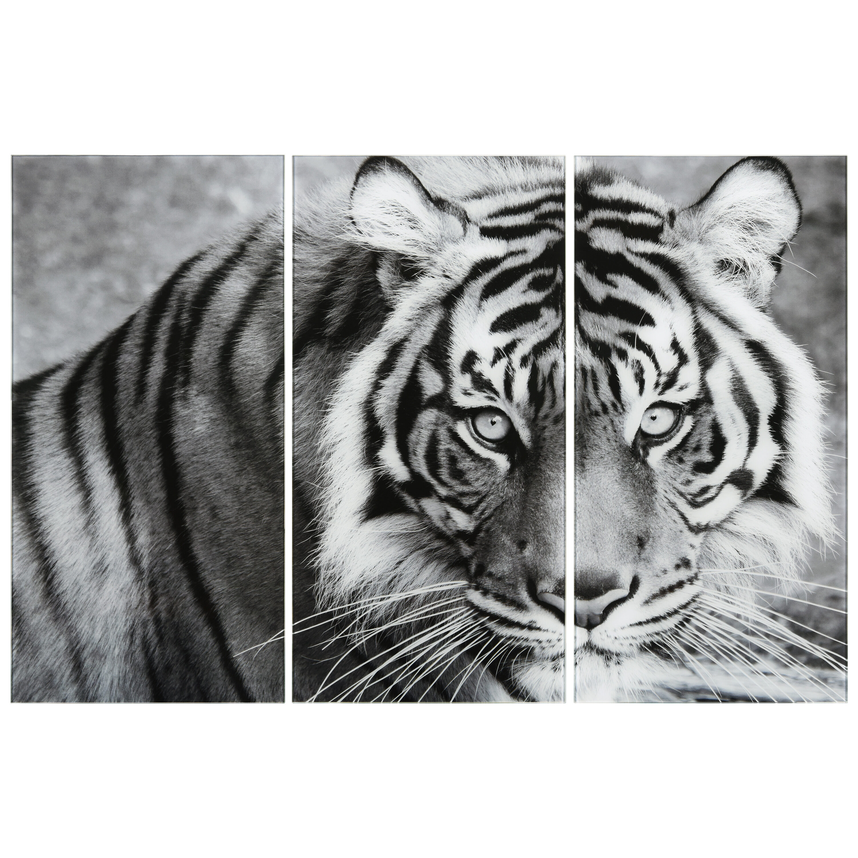 Empire Art Direct TMP-EAD6012ABC-7236 Tiger ABC 72-in H x 108-in W Animals Glass Print