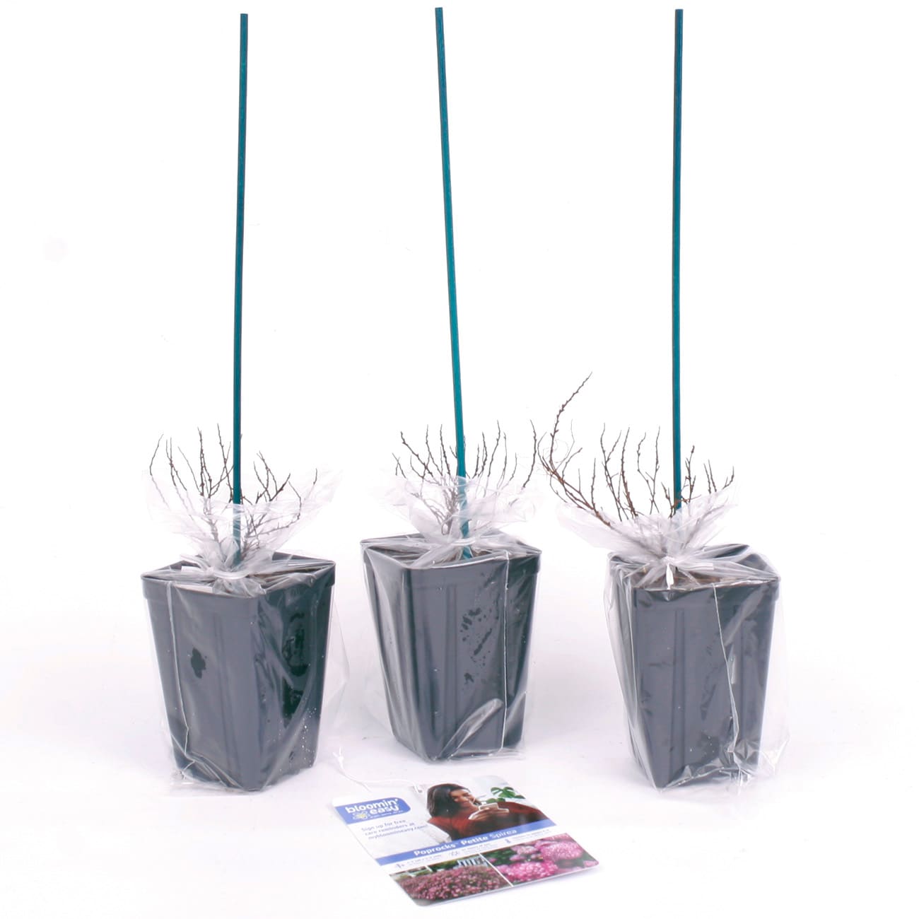 Van Zyverden 82916 Plant-Bulbs - View #7