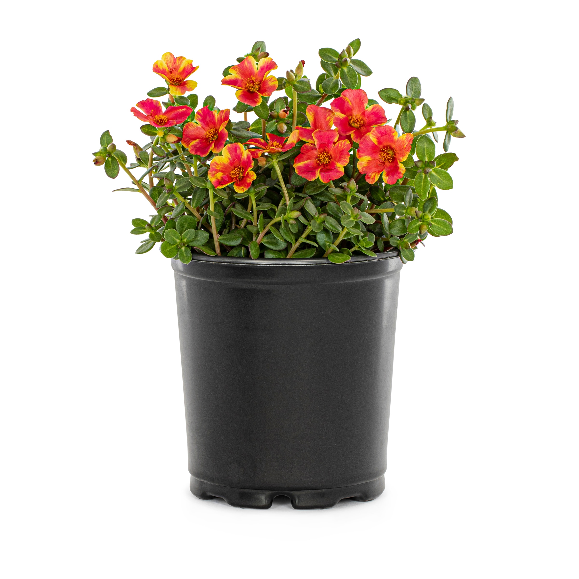 Lowe's 295783 annuals - View #3
