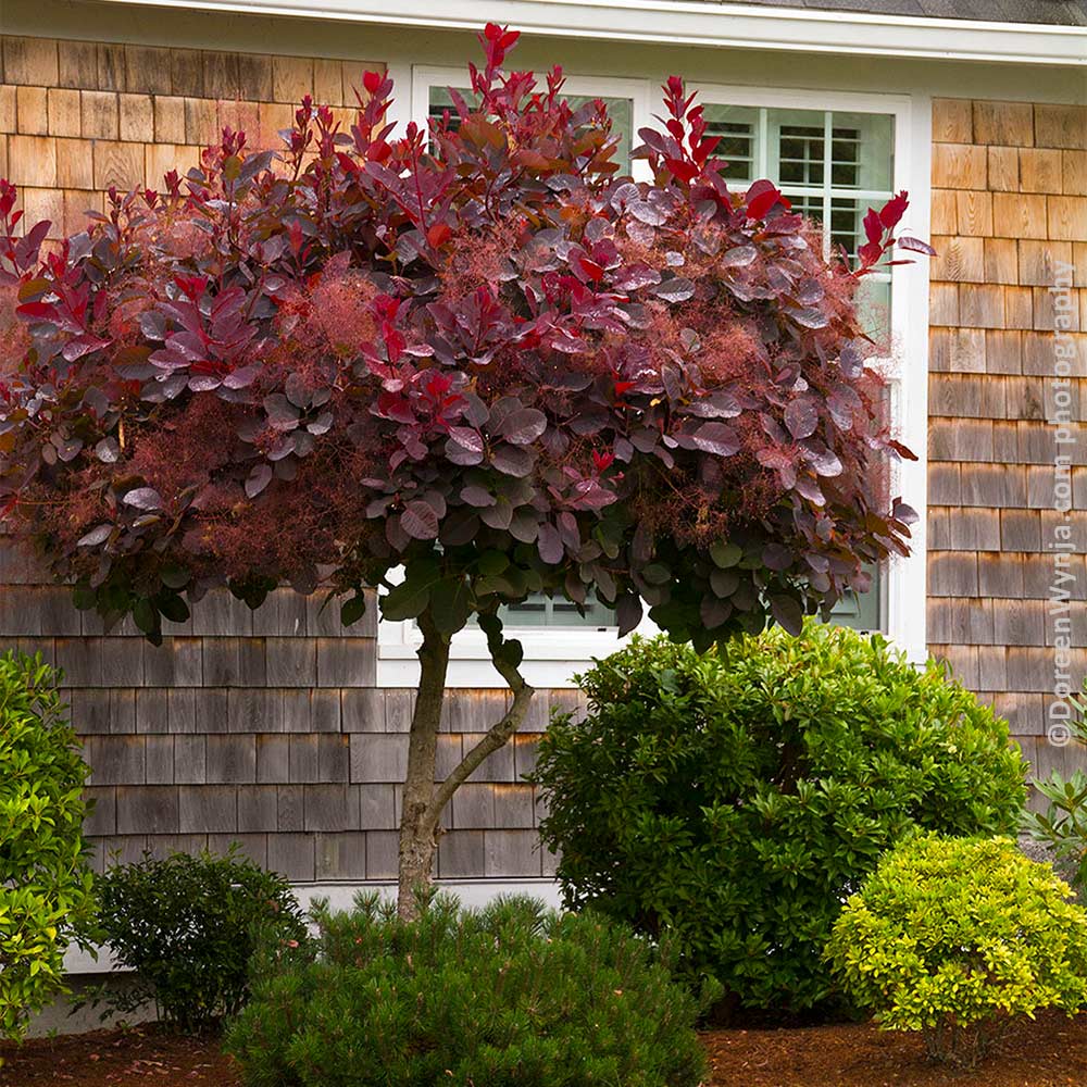 Brighter Blooms Royal Purple Smoke Tree (3-4 ft.) at Lowes.com