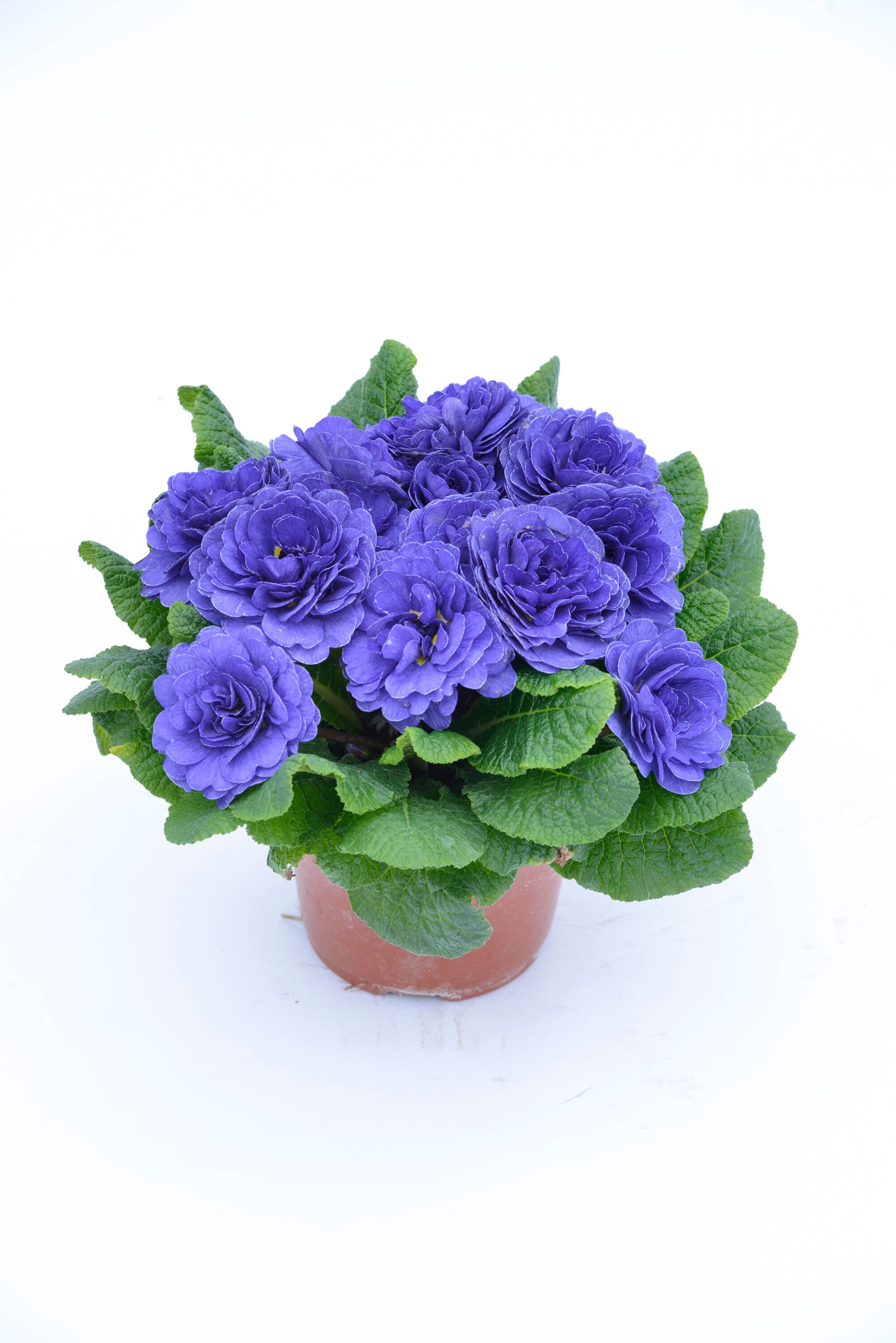  1511 annuals - View #5