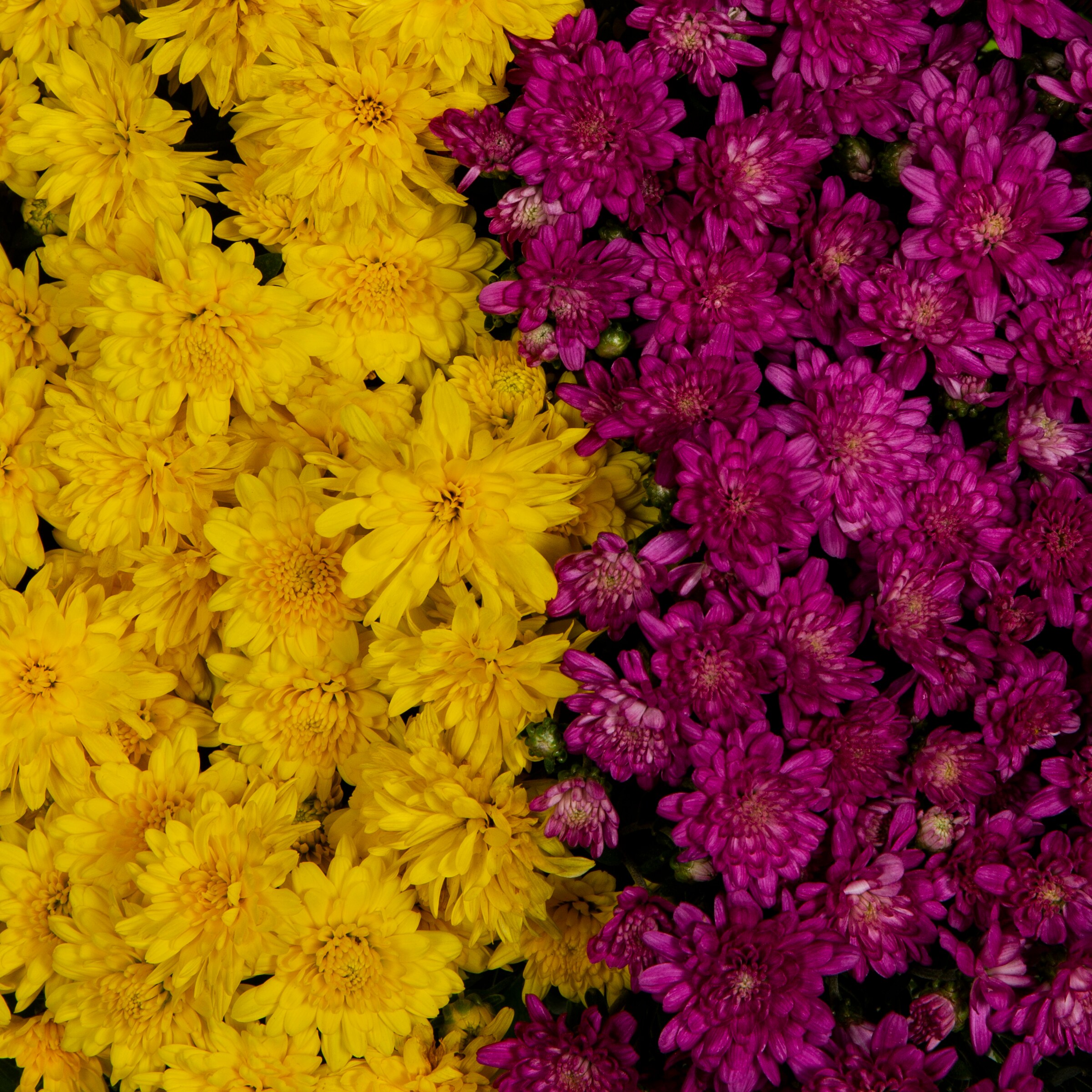 Lowe's 769009 annuals - View #2