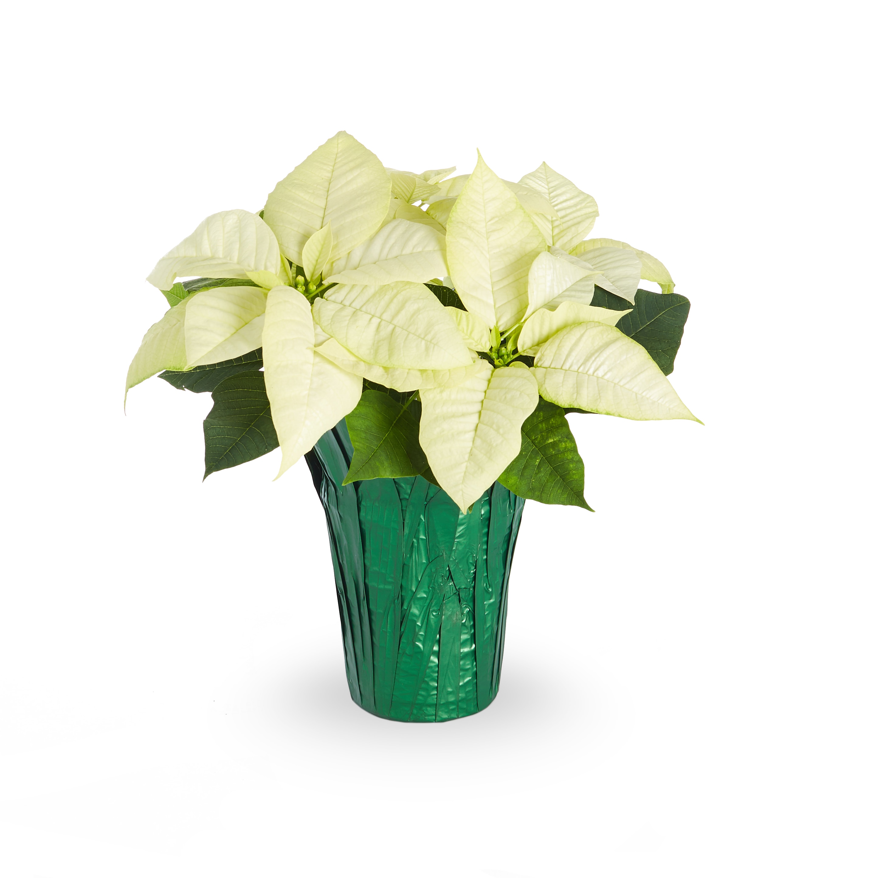 Holiday Living NURSERY White Poinsettia in 1.00 Quart(s) Pot