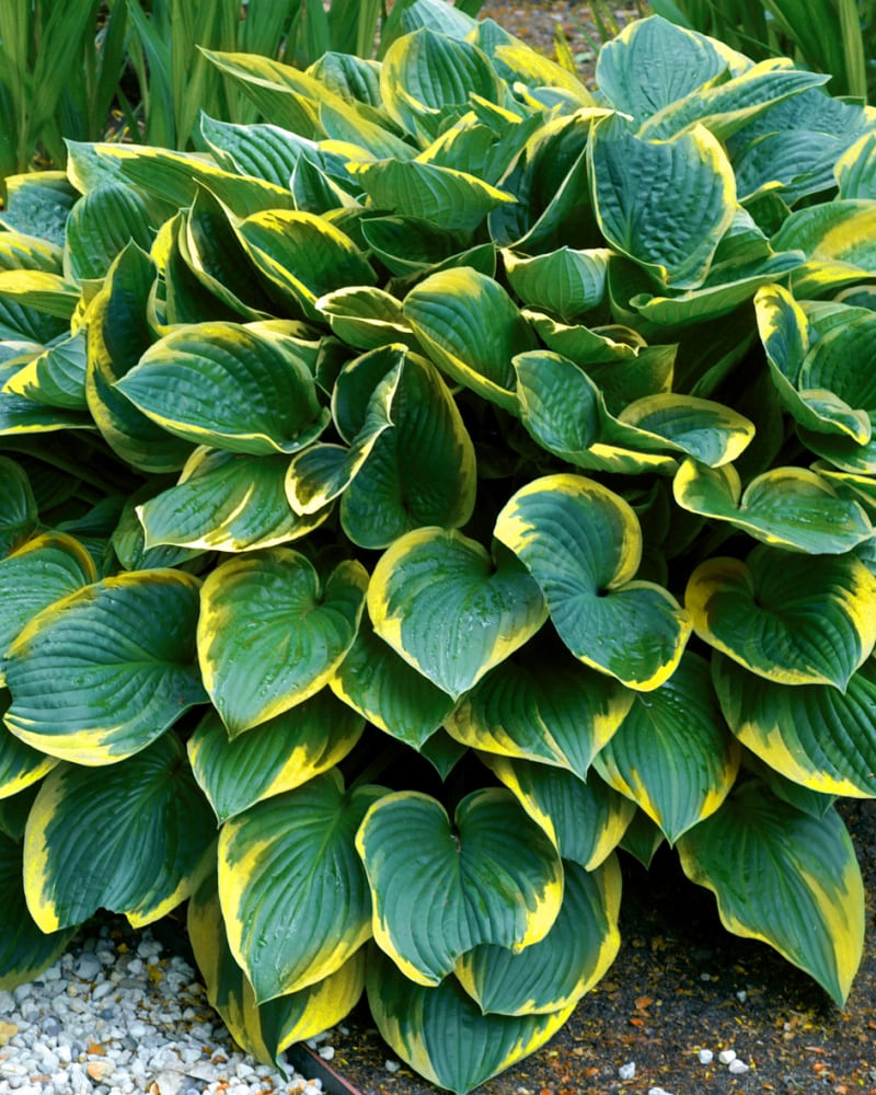 Breck's 89520 perennials - View #3