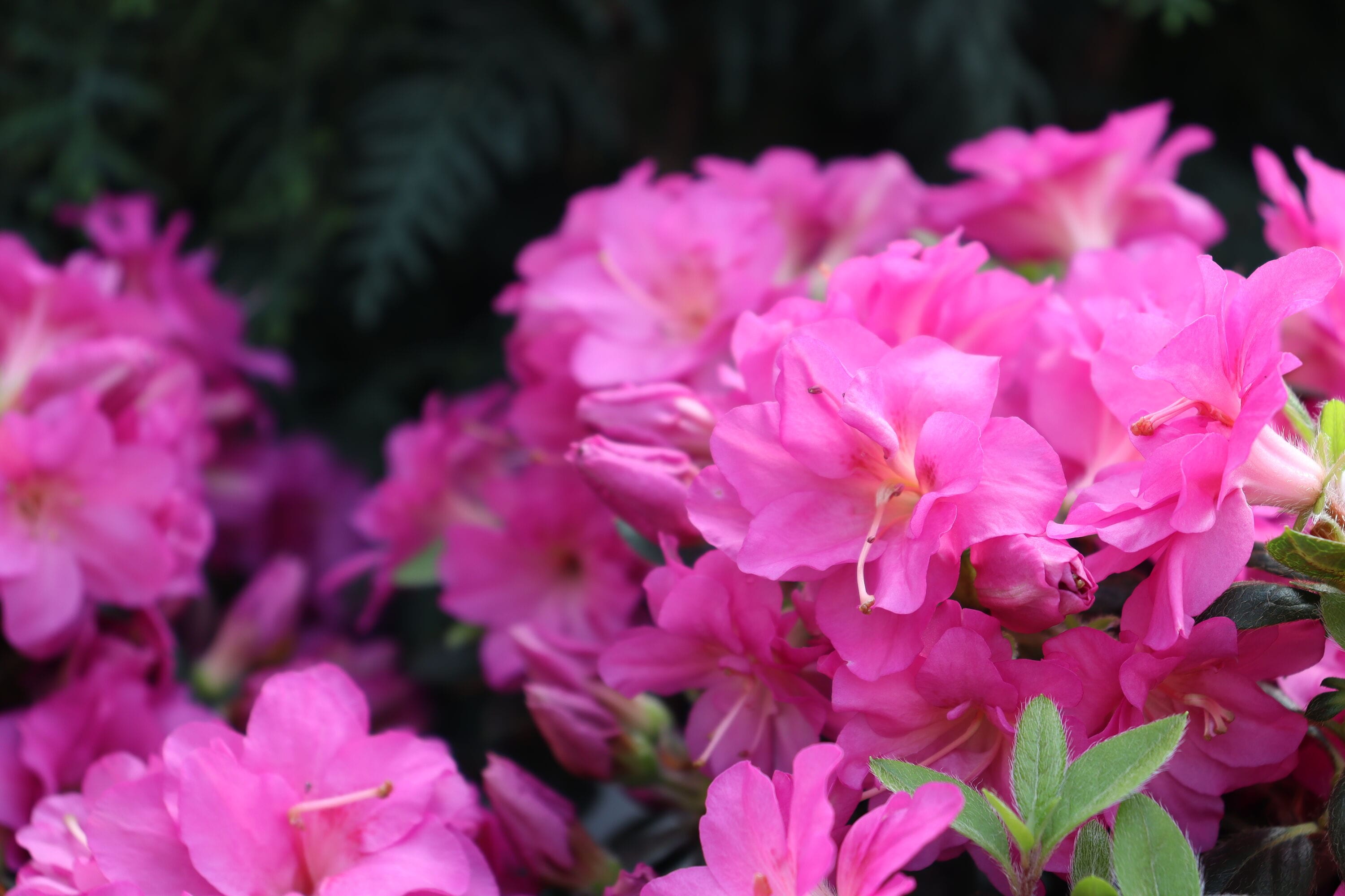 Proven Winners RHOPRC3007800 shrubs - View #2