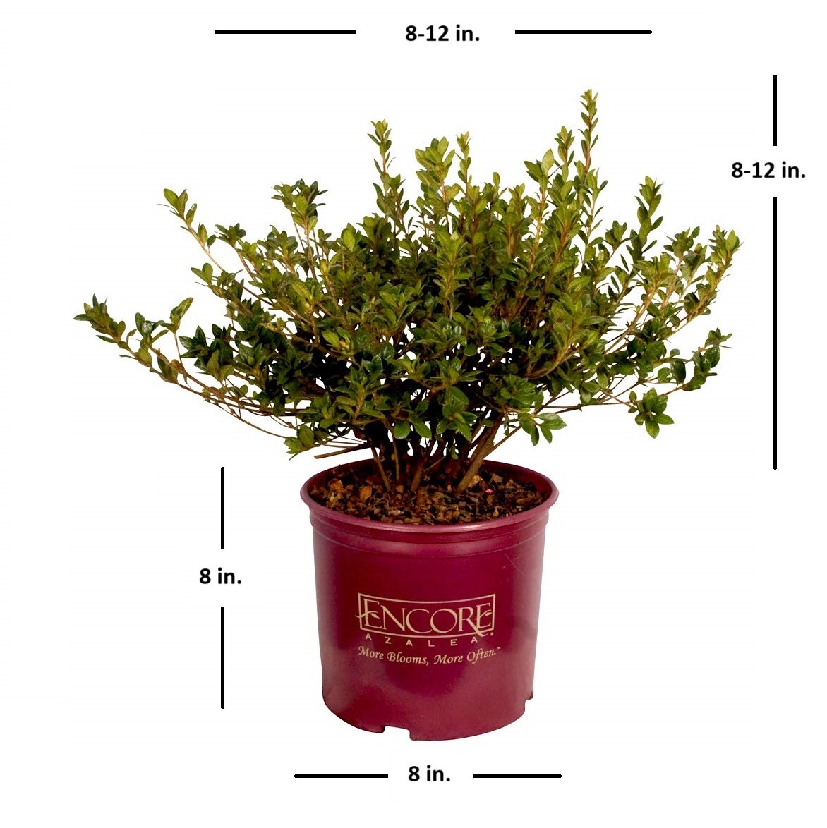 Encore Azalea 80651-1 shrubs - View #4