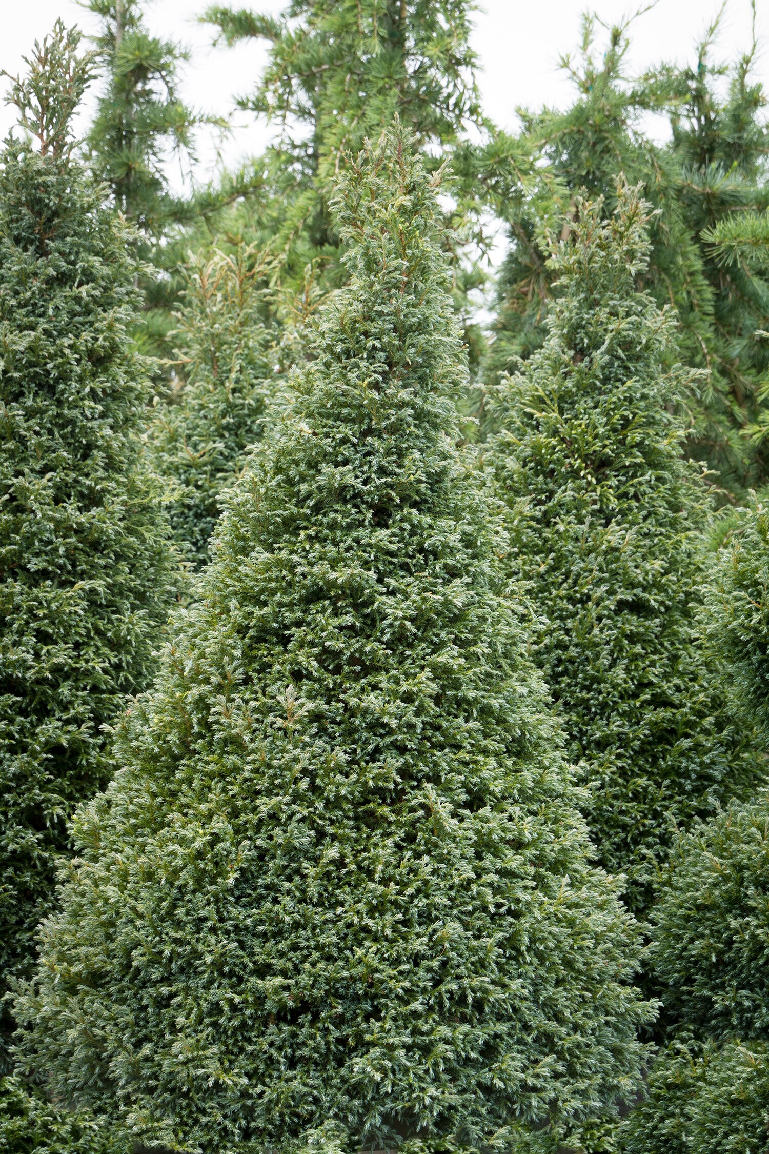 Monrovia 082405 shrubs - View #3