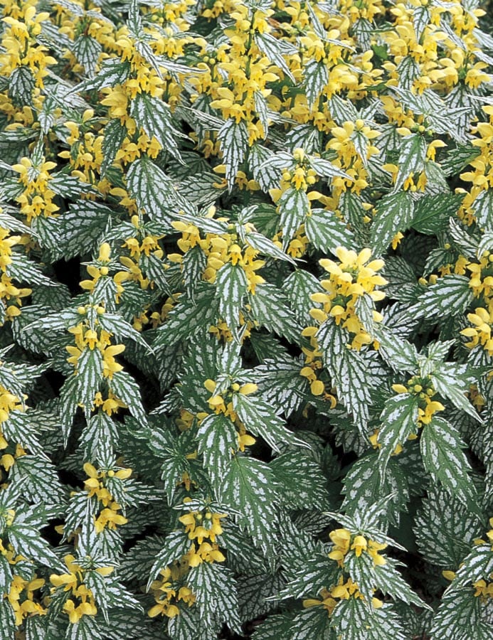 Lowe's NURSERY Yellow Yellow Archangel Plant in -Quart Pot 1.0 -Pack
