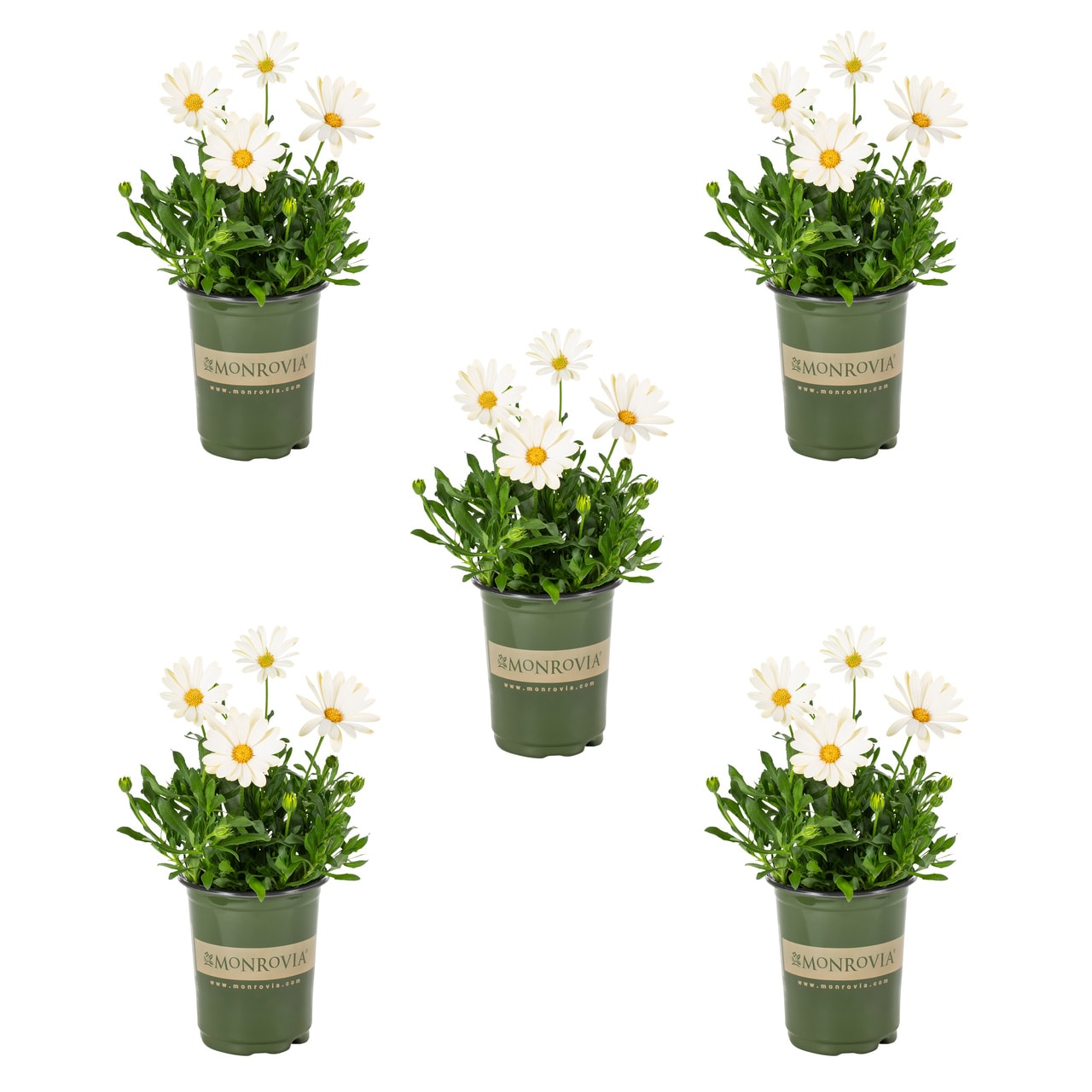 Monrovia 4831 White African Daisy in 1.5 Pint Pot 5 -Pack