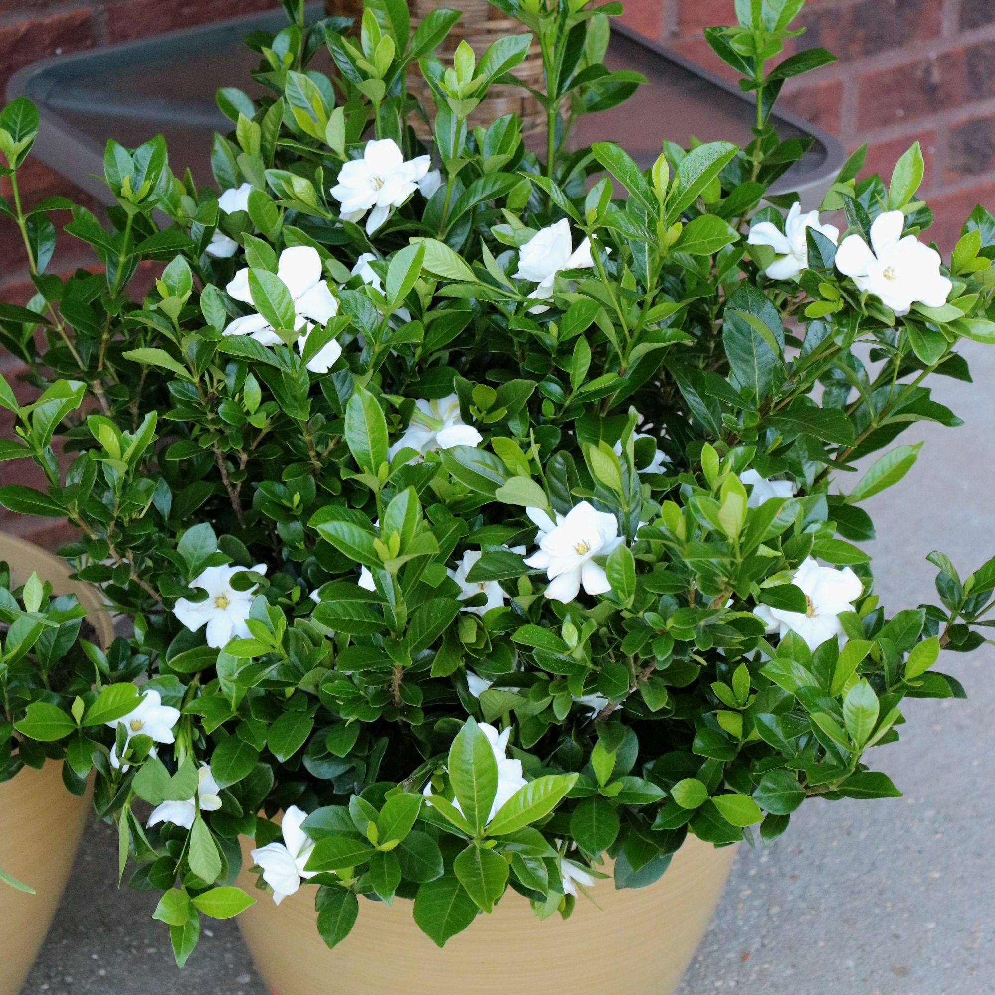 National Plant Network LW7496 shrubs - View #2