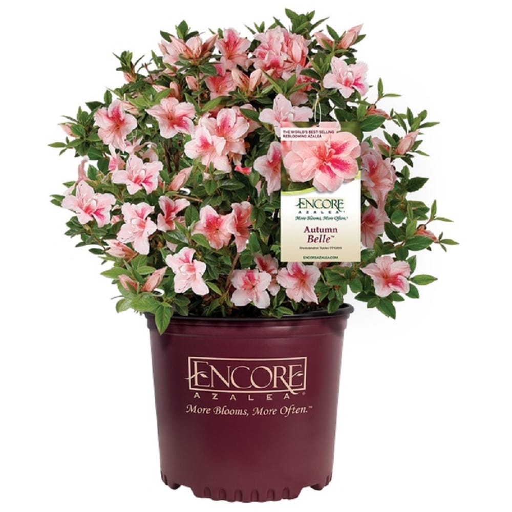 Encore Azalea 80641-1 shrubs - View #7