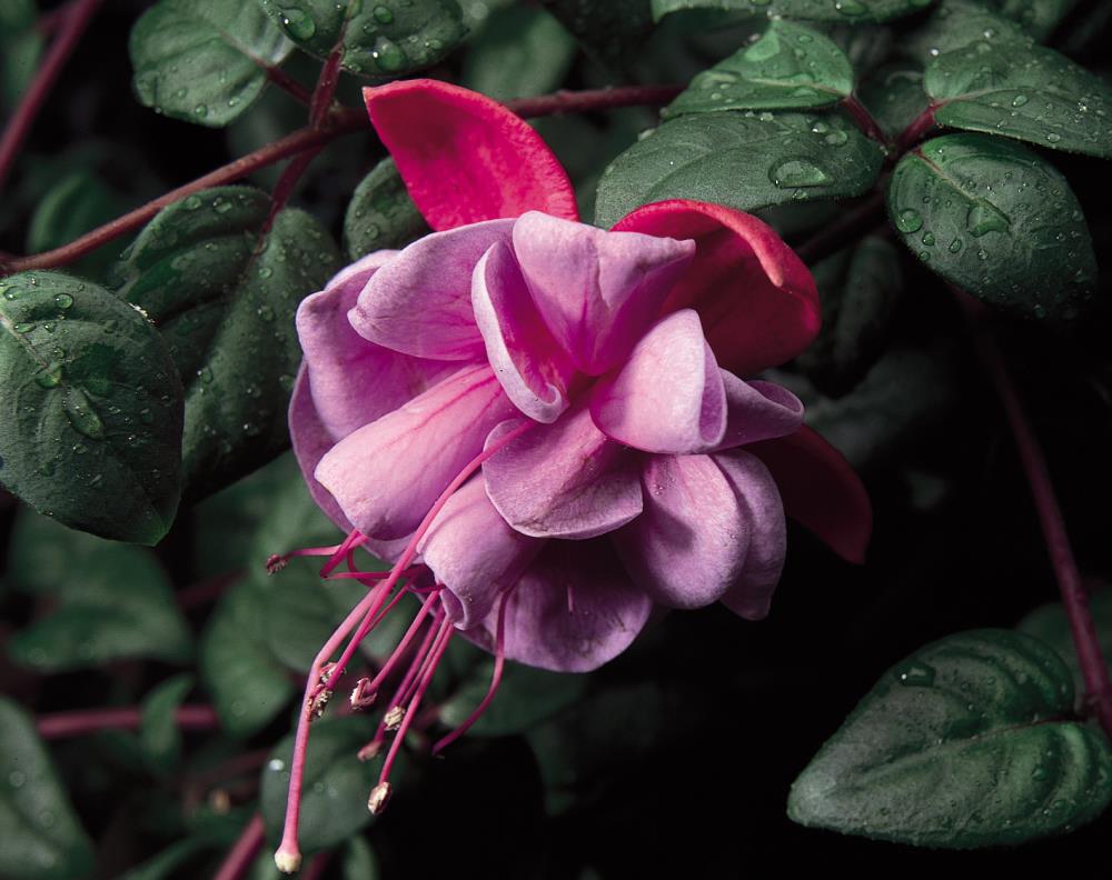  NURSERY Multicolor Fuchsia in 1-Pint Pot