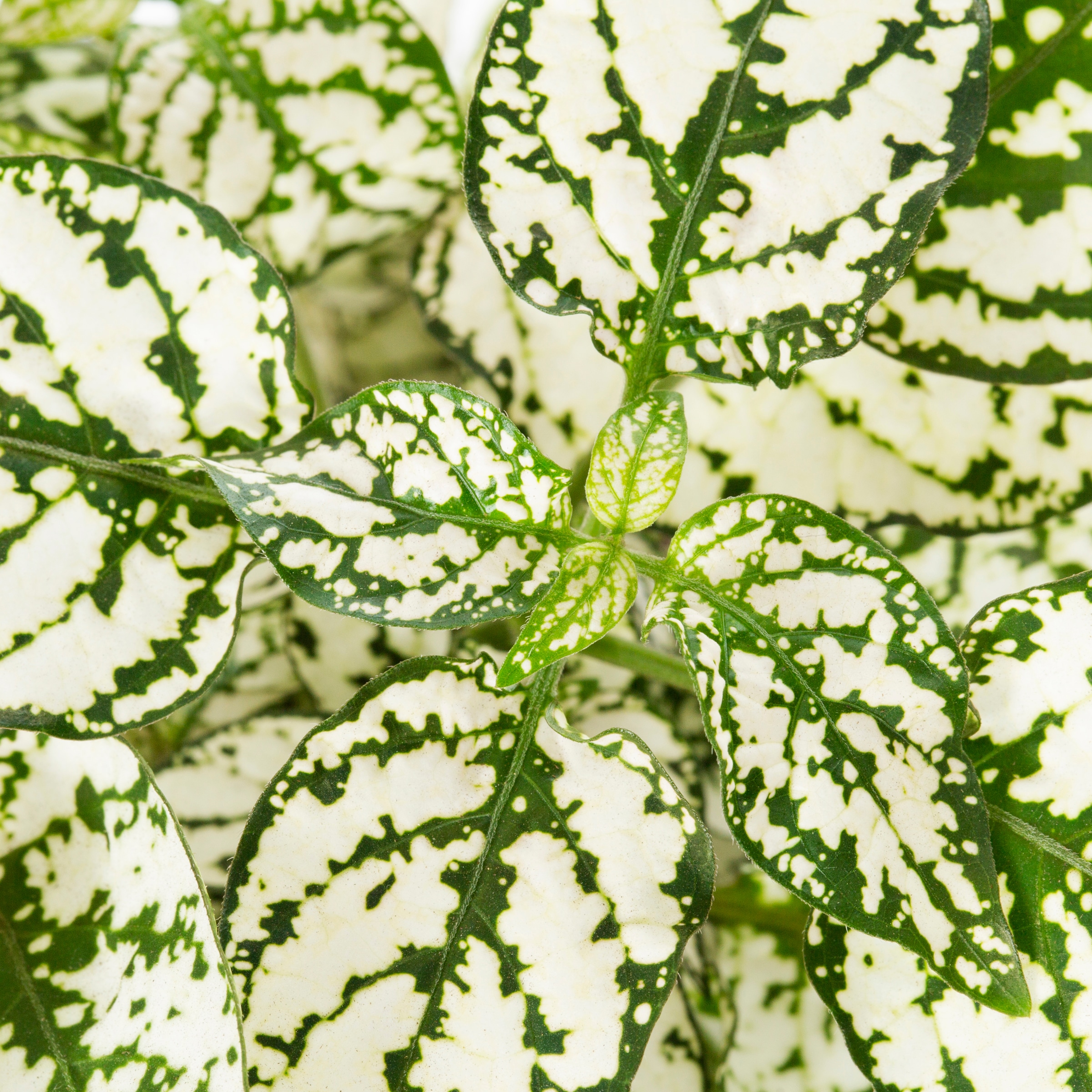 Lowe's NURSERY annuals - View #4